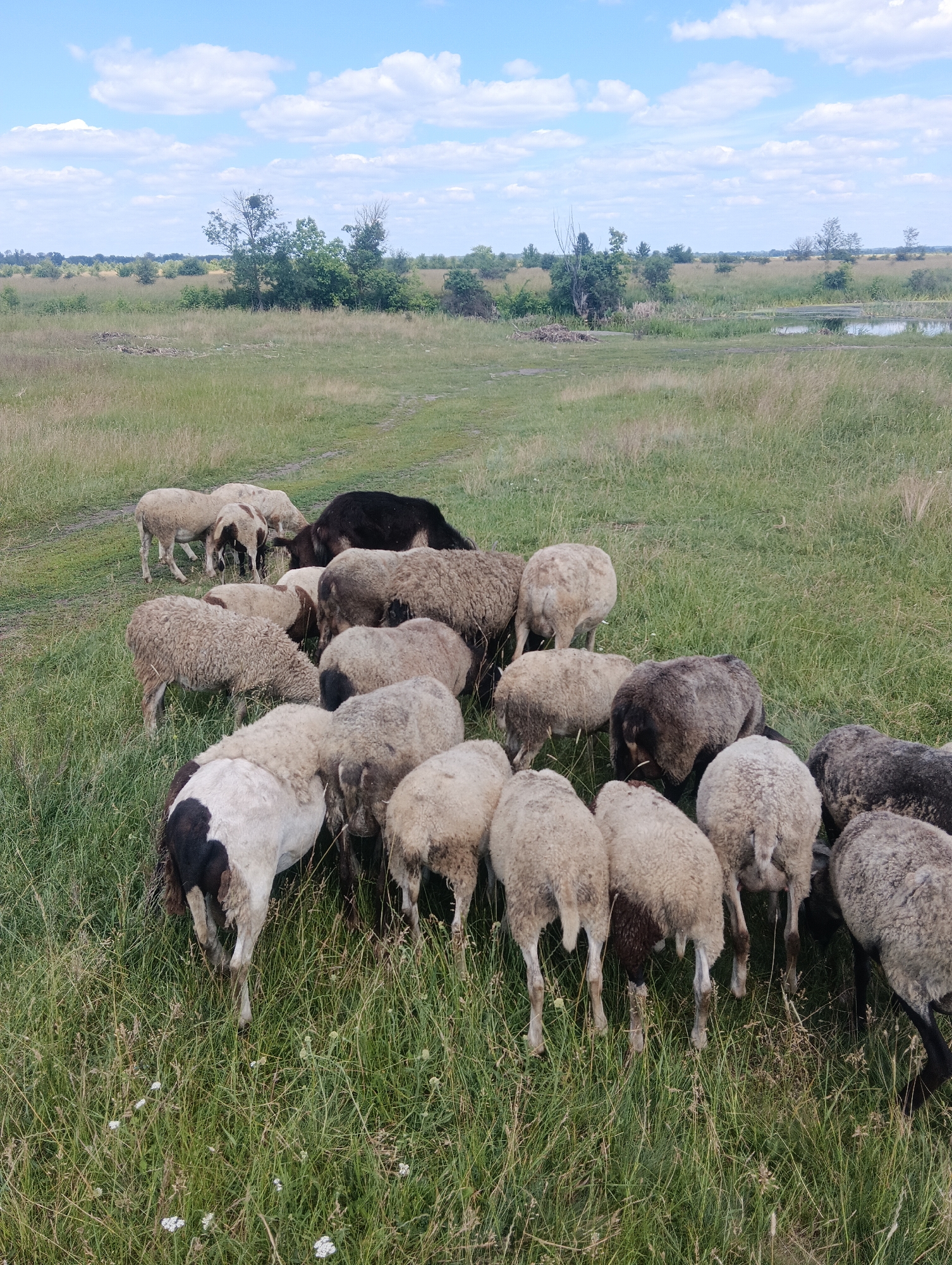 A flock of sheep grazes in a grassy field under a partly cloudy sky. The sheep, varying in color from white and brown to black, are clustered together in the center of the frame, with their heads down as they eat. The field is lush with green grass, and in the background, there are trees and a small body of water. A dirt path is visible on the left side of the image. The lighting suggests it is daytime, and the clouds indicate fair weather. There is no visible text in the image.