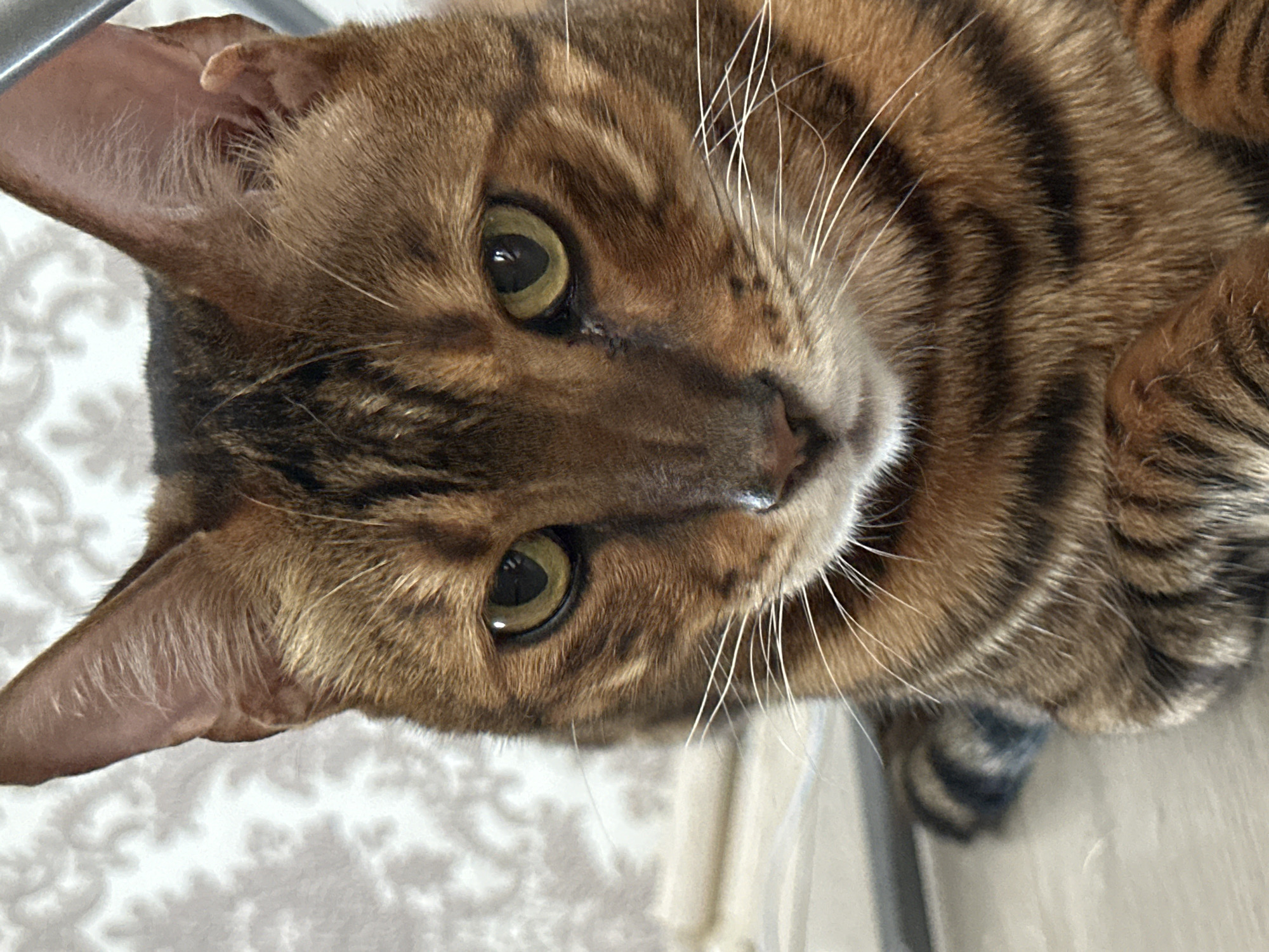 A close-up, eye-level, medium shot captures the face of a Bengal cat with striking brown and black markings. The cat's head is tilted slightly, and its bright green eyes are looking directly at the camera. Its ears are alert and pointed upwards. The background is blurred, featuring a patterned wallpaper in light grey and white tones, and a hint of a light-colored horizontal surface at the bottom. The lighting appears to be natural, casting soft shadows and highlighting the texture of the cat's fur. The overall scene is simple, focusing entirely on the feline subject. The image was taken in Energetik, Russia.