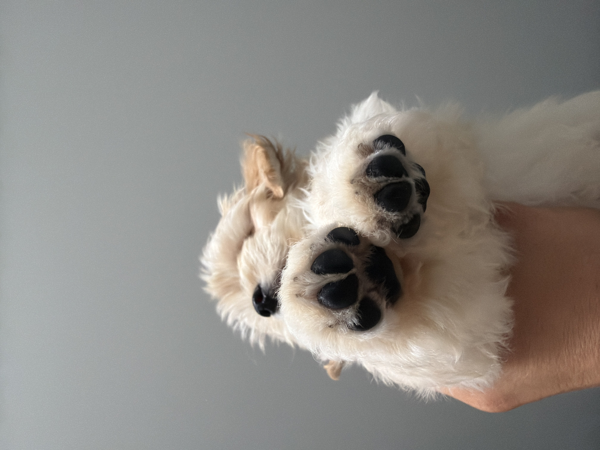 A light-colored, fluffy puppy is held up by a person's hand against a plain gray background. The puppy is positioned with its paws in the air and its body is mostly out of frame. The puppy's face is turned away from the camera, with its eyes closed and its nose pointing upwards. Its front paws, with prominent black pads, are the most visible part of its body. The hand holding the puppy appears to be a human's arm, with skin tones visible. The overall lighting is soft, and the focus is on the puppy's paws. There is no discernible urban environment or location in Chaikovsky, Russia, present in this image.