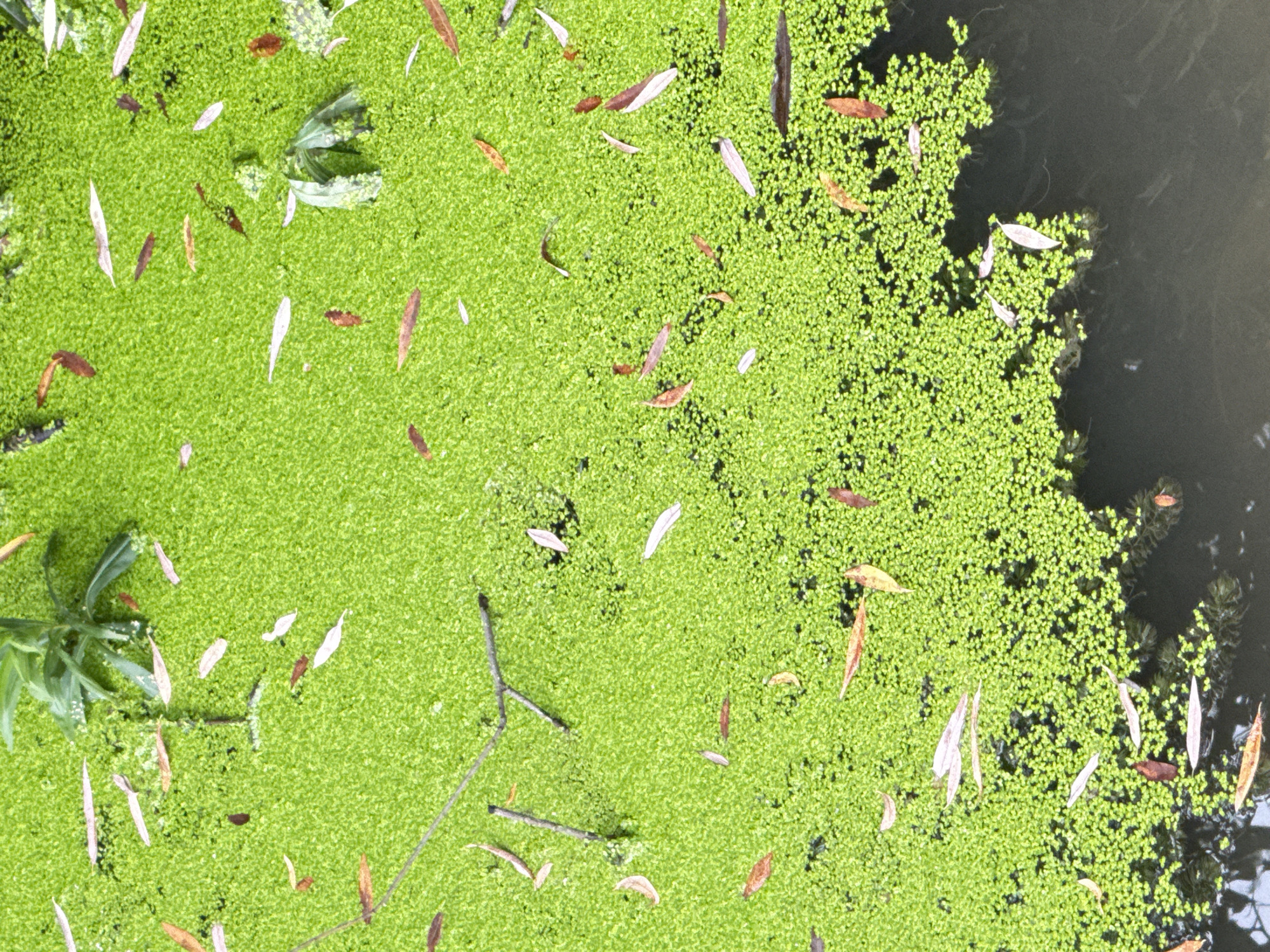 This is a close-up, aerial view of a body of water covered in a thick layer of bright green duckweed. Scattered across the duckweed are numerous dry, fallen leaves in shades of brown and reddish-brown. A few thin, grey twigs are also visible, partially submerged or resting on the surface. The water itself, where visible along the bottom right edge of the image, is dark and appears murky, with some submerged aquatic plants visible beneath the surface. There are no people or animals depicted in the image. The scene suggests a natural or semi-natural aquatic environment, possibly a pond or slow-moving part of a river. Given the nature of the vegetation and the presence of fallen leaves, it is likely an outdoor scene in a temperate climate, possibly during autumn. Without specific landmarks or contextual information, the precise location within Moscow, Russia cannot be determined.