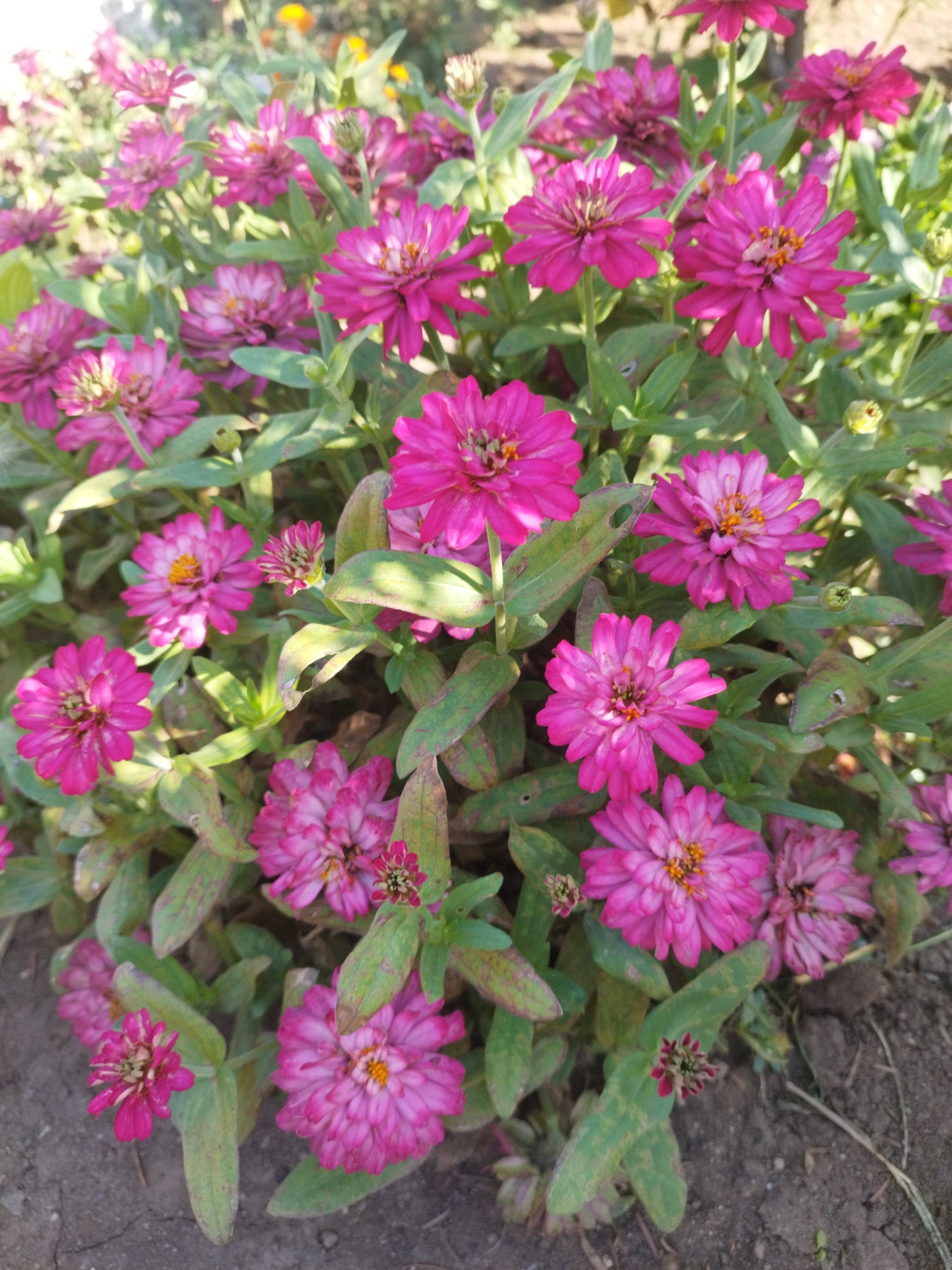 The image shows a close-up view of a dense cluster of bright pink zinnia flowers, with their layered petals and yellow-orange centers clearly visible. The flowers are in various stages of bloom, with some fully open and others in bud. Green leaves and stems surround the blossoms, some of which appear slightly wilted or damaged. The background is out of focus, suggesting a garden setting with other plants and soil visible. The lighting indicates it is daytime, with sunlight illuminating the flowers. No people or specific Bucharest landmarks are discernible in this image.