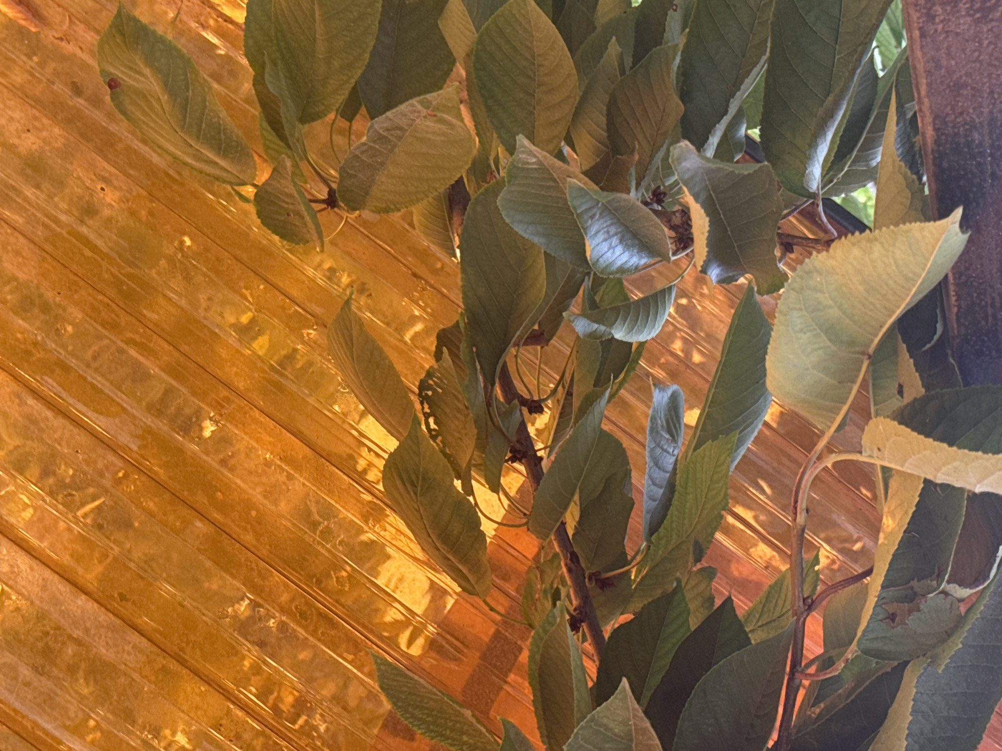 A close-up, overhead shot shows a cherry tree branch with green leaves hanging in front of a transparent orange corrugated plastic roof. The branch is positioned on the left side of the frame, with leaves extending into the center and right. The plastic roof runs diagonally from the top right to the bottom left, with horizontal corrugations visible. Sunlight shines through the roof, creating a warm, amber glow. The image appears to be taken in Vostok, Kyrgyzstan, likely in a garden or courtyard.