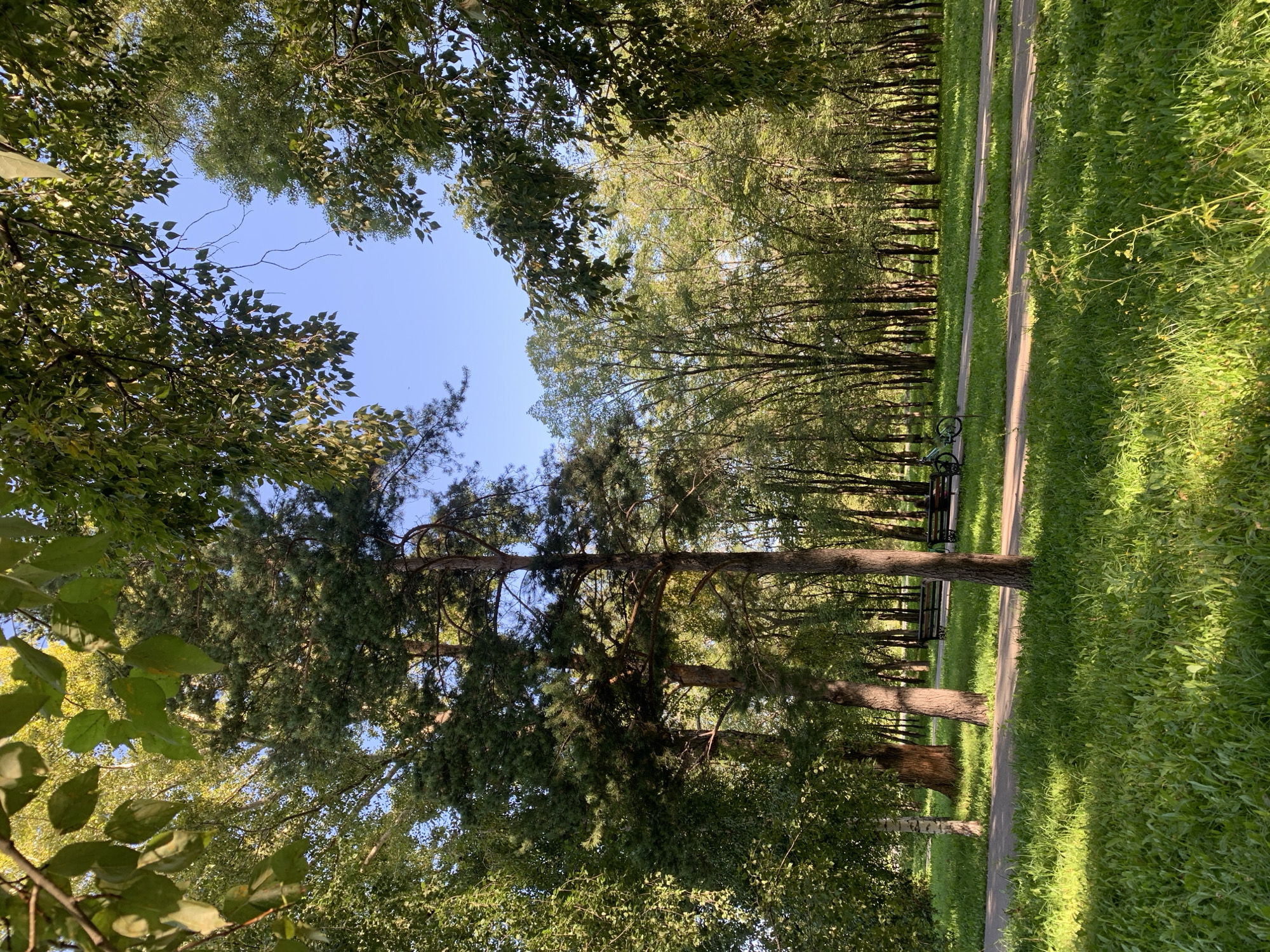 A park scene in Prokopyevsk, Russia, on a clear day. In the foreground, a path runs through lush green grass bathed in sunlight. Further back, a paved path curves through the park. Two park benches are visible along this path, one occupied by two individuals. To the left of the benches, a bicycle is parked. The background is filled with a dense forest of trees, their leaves creating a dappled effect as sunlight filters through. The sky above is a vibrant blue.