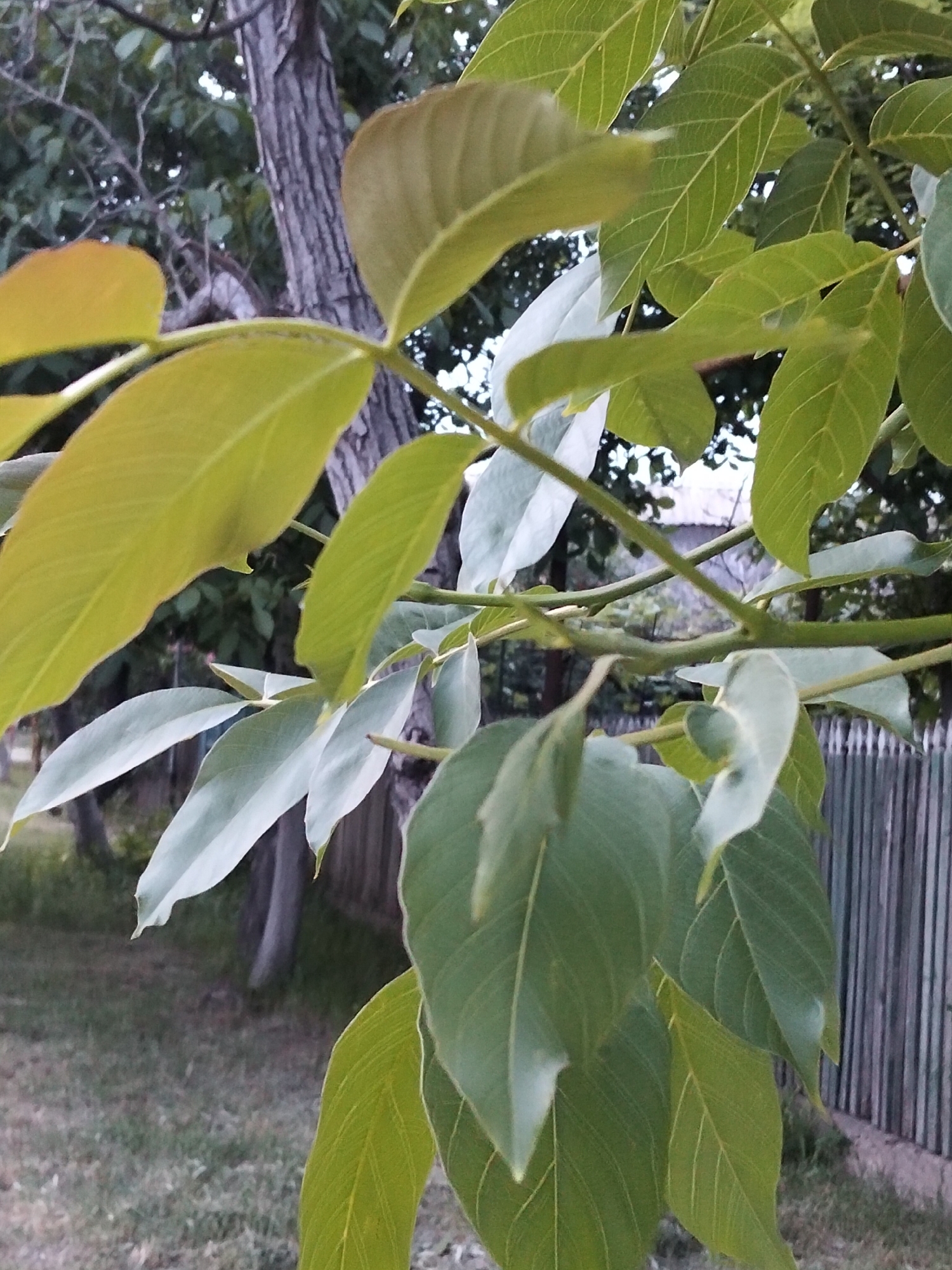This image, captured in the city of Unknown, Unknown, depicts a close-up of a tree branch displaying numerous green and yellowish-green leaves. The leaves are compound, exhibiting distinct venation and petioles, consistent with a Juglans (walnut) species. A dark, vertically furrowed tree trunk is partially obscured by the foliage in the midground, alongside additional blurred tree branches. The background features a weathered, vertically slatted wooden fence to the right, and a partial view of a light-colored building roof behind it. The ground level displays sparse, dry grass. No human or animal subjects are present. Diffuse lighting is present, indicating an overcast sky or shaded conditions.