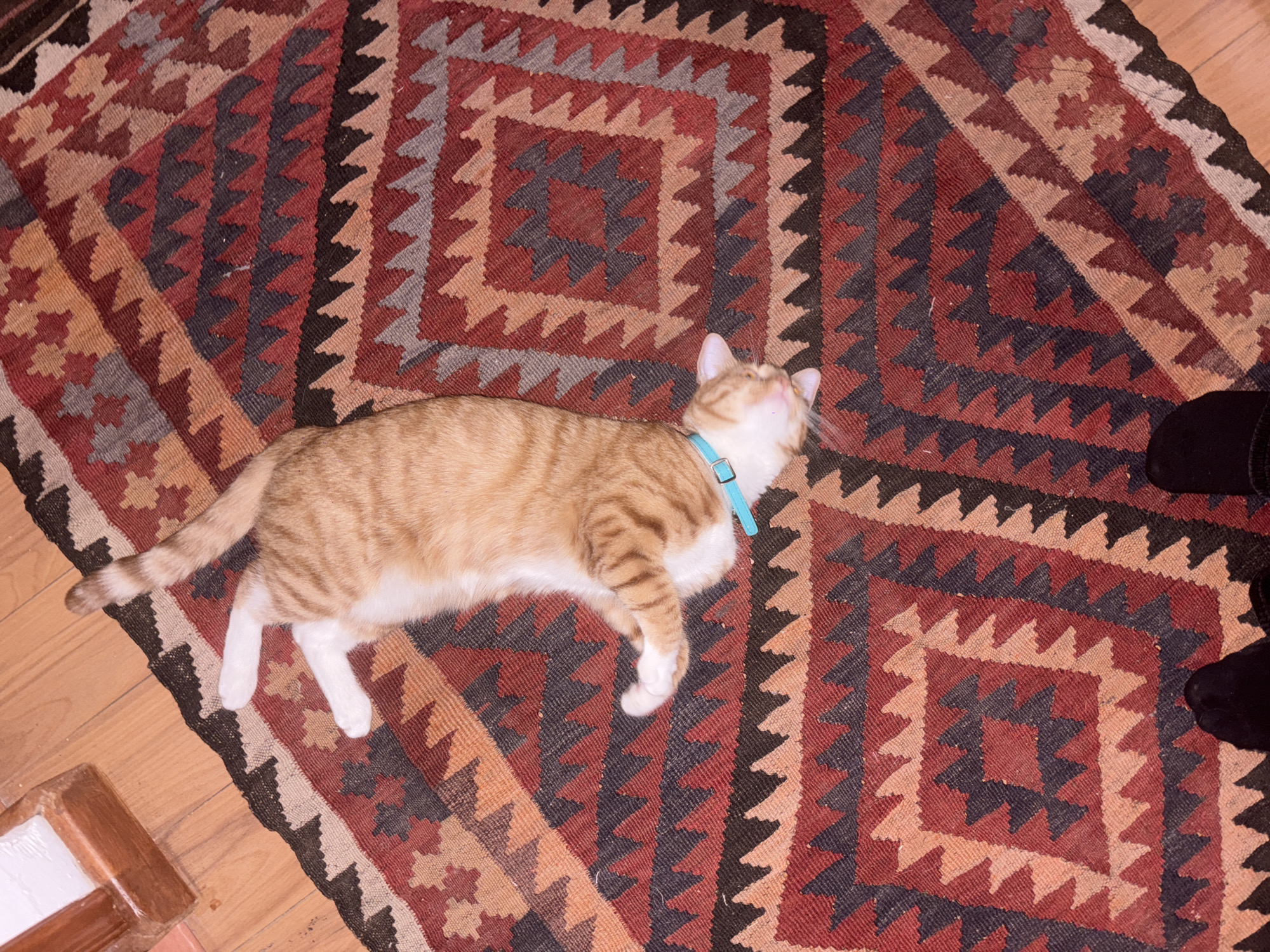 A cat with a blue collar lies on a rug with geometric patterns in shades of red, brown, and black. A person's feet in black footwear are visible on the rug. The rug is placed on a wooden floor, and part of a baseboard is visible near the bottom left corner. The location is undetermined, so it cannot be identified as Mexico City, Mexico.