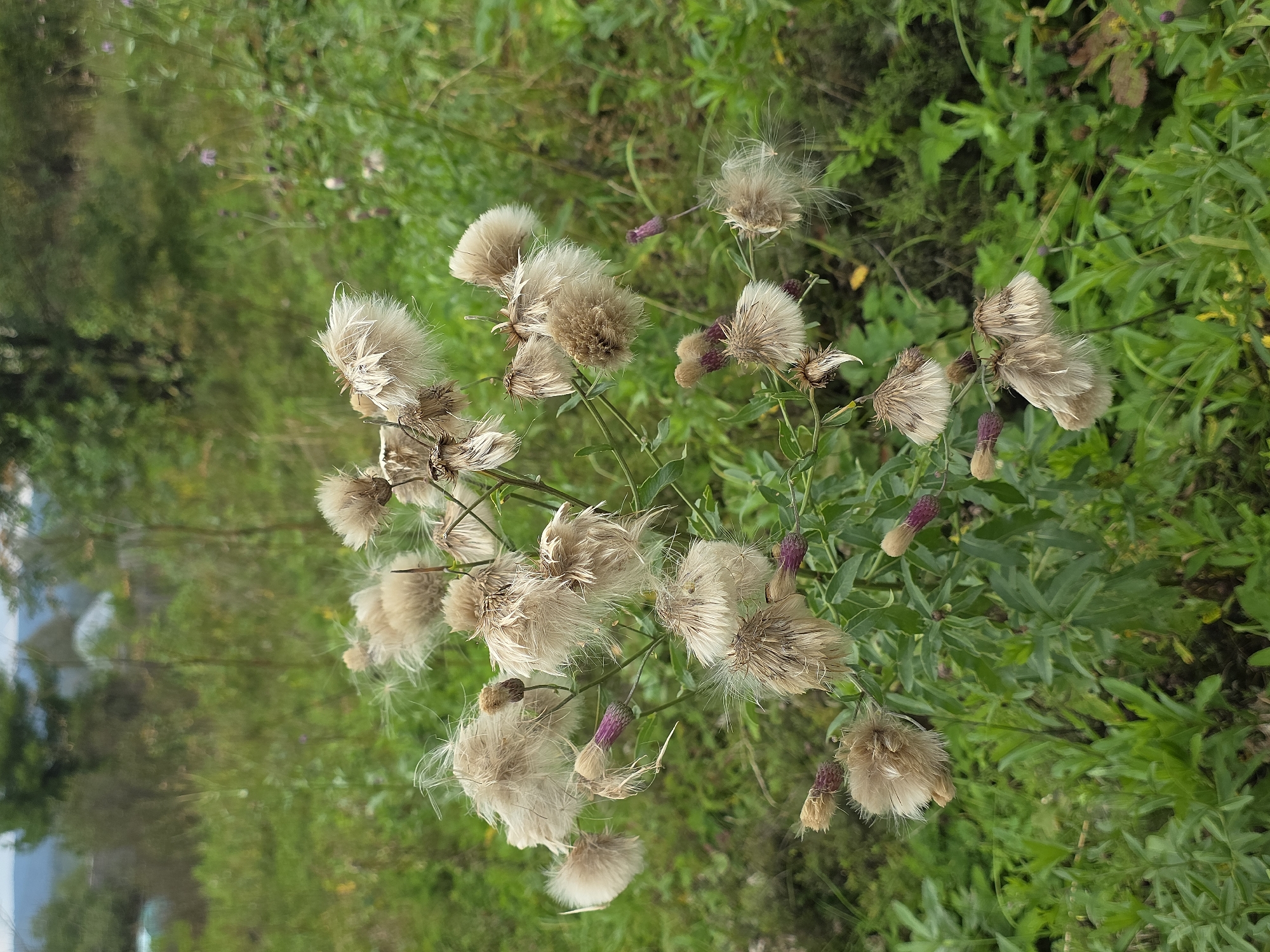 The image depicts a close-up view of a wild plant with fluffy seed heads and purple buds, set against a backdrop of green foliage and a blurred background suggesting a rural or overgrown environment. The plant is the primary subject, with its delicate, light-colored seed structures prominently displayed. The surrounding vegetation is lush and green, with some darker green areas and hints of other plants. The background is out of focus, showing more greenery and a faint suggestion of structures or trees in the distance, possibly indicating a field or undeveloped area. The lighting appears to be natural daylight, with a slightly overcast or diffused quality. There are no people, animals, or specific man-made objects that are clearly identifiable. The scene is static and natural, focusing on the botanical details of the plant. There is no information available to place this image specifically in the city of Magnitka, Russia.
