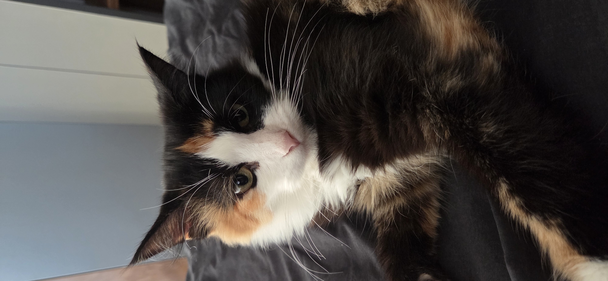 A calico cat with black, white, and orange fur is lying on a dark gray, wrinkled surface, possibly a blanket or bed. The cat is facing forward, with its head tilted slightly. Its eyes are open and appear to be green. The cat has long white whiskers. The background is a blurry gray wall. The image is a close-up shot, focusing on the cat's face and upper body. There is no visible indication of the city of Andreevskoe, Russia in the image.