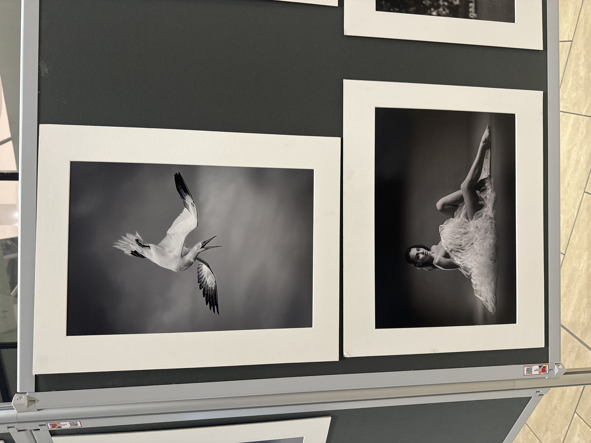 The image shows an art exhibition in Kilkenny, Ireland. Two black and white photographs are displayed prominently. The upper photograph features a bird in mid-flight, captured in a dramatic dive with its wings spread. The lower photograph depicts a woman reclining, draped in a voluminous white fabric, with a graceful pose. The exhibition appears to be set up on display panels within an indoor space, likely a gallery or event venue. The background is a dark grey panel.