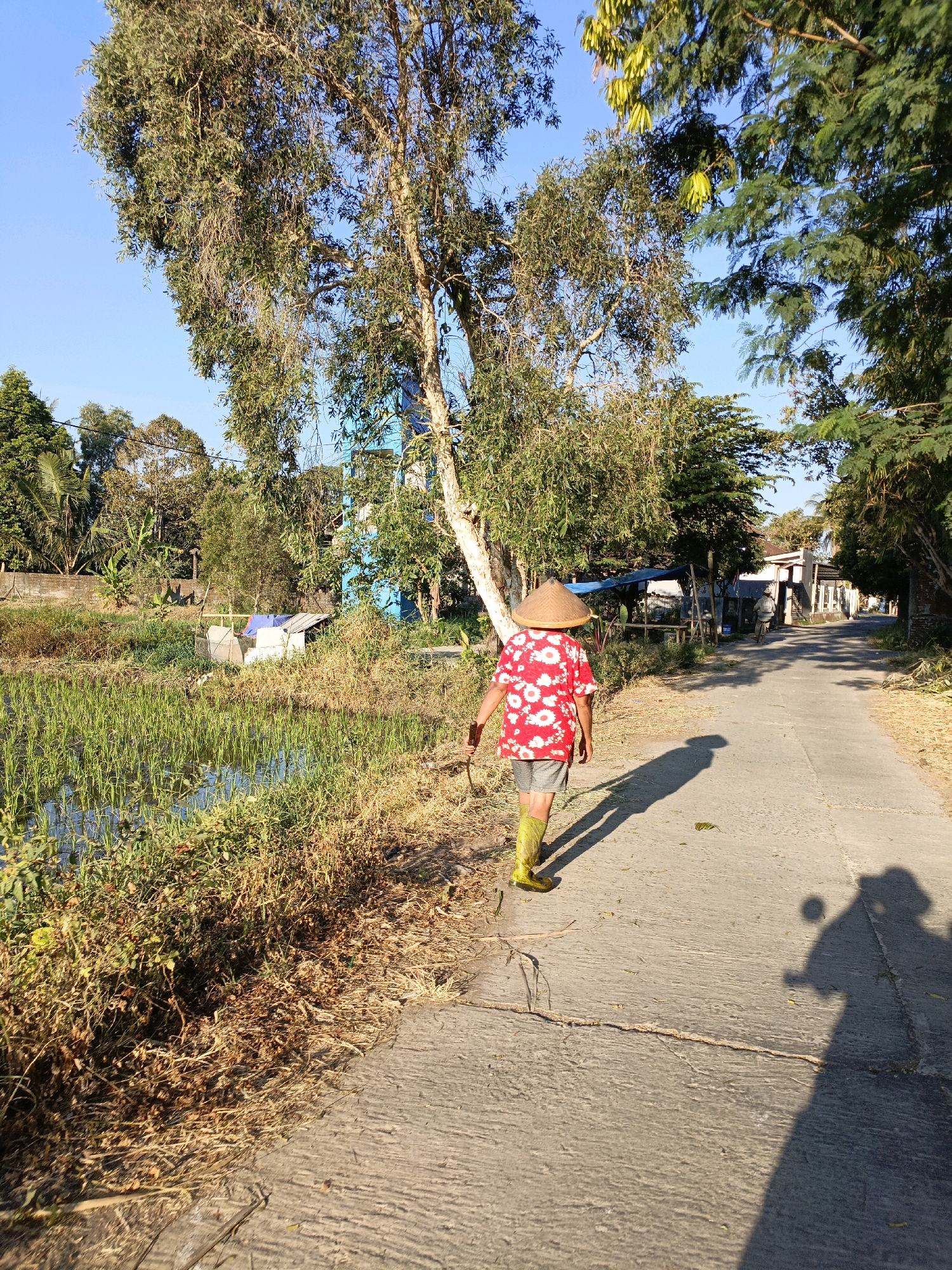 A person wearing a red floral shirt, grey shorts, a conical hat, and yellow boots walks along a paved road in Rowosari, Indonesia. The person is carrying a thin stick. To the left of the road is a flooded rice paddy with green vegetation. Beyond the rice paddy, there are trees and a blue structure. To the right of the road, there are more trees and houses in the distance. The sun is casting long shadows, indicating it is likely late afternoon. The sky is clear and blue.