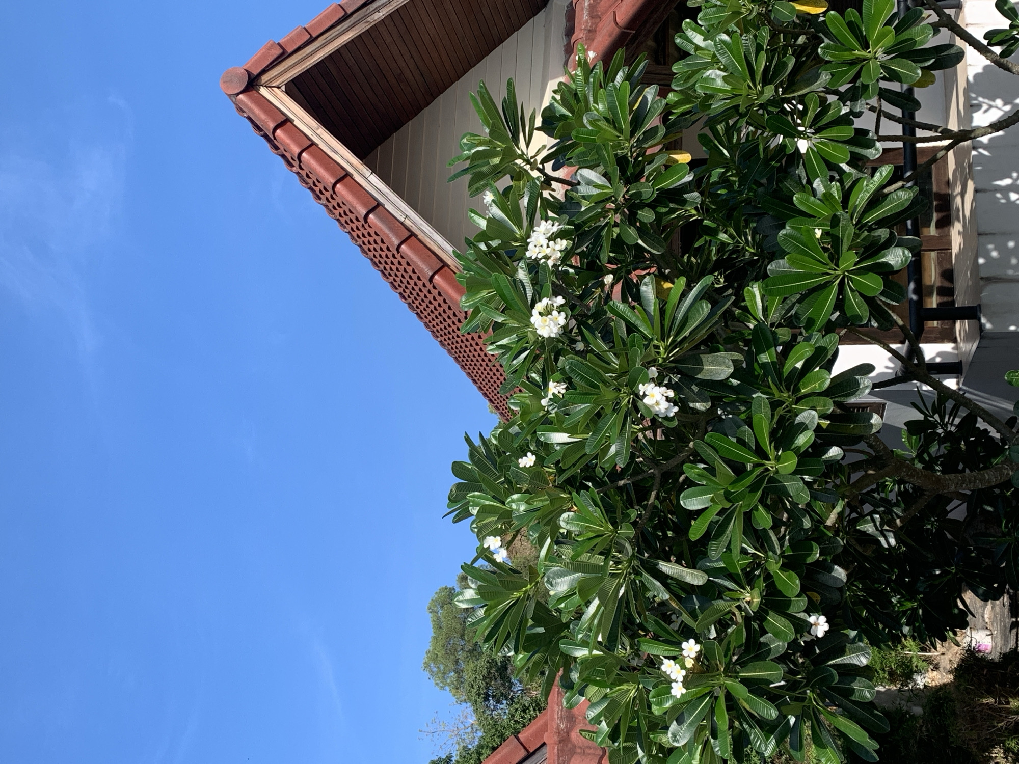 The image shows a view of a building and a tree in บ้านบางรักษ์, Thailand. The building has a brown tiled roof and a white exterior wall with a dark brown window frame. A tree with dark green leaves and white flowers is prominently positioned in the foreground. The sky is blue with faint cloud formations.