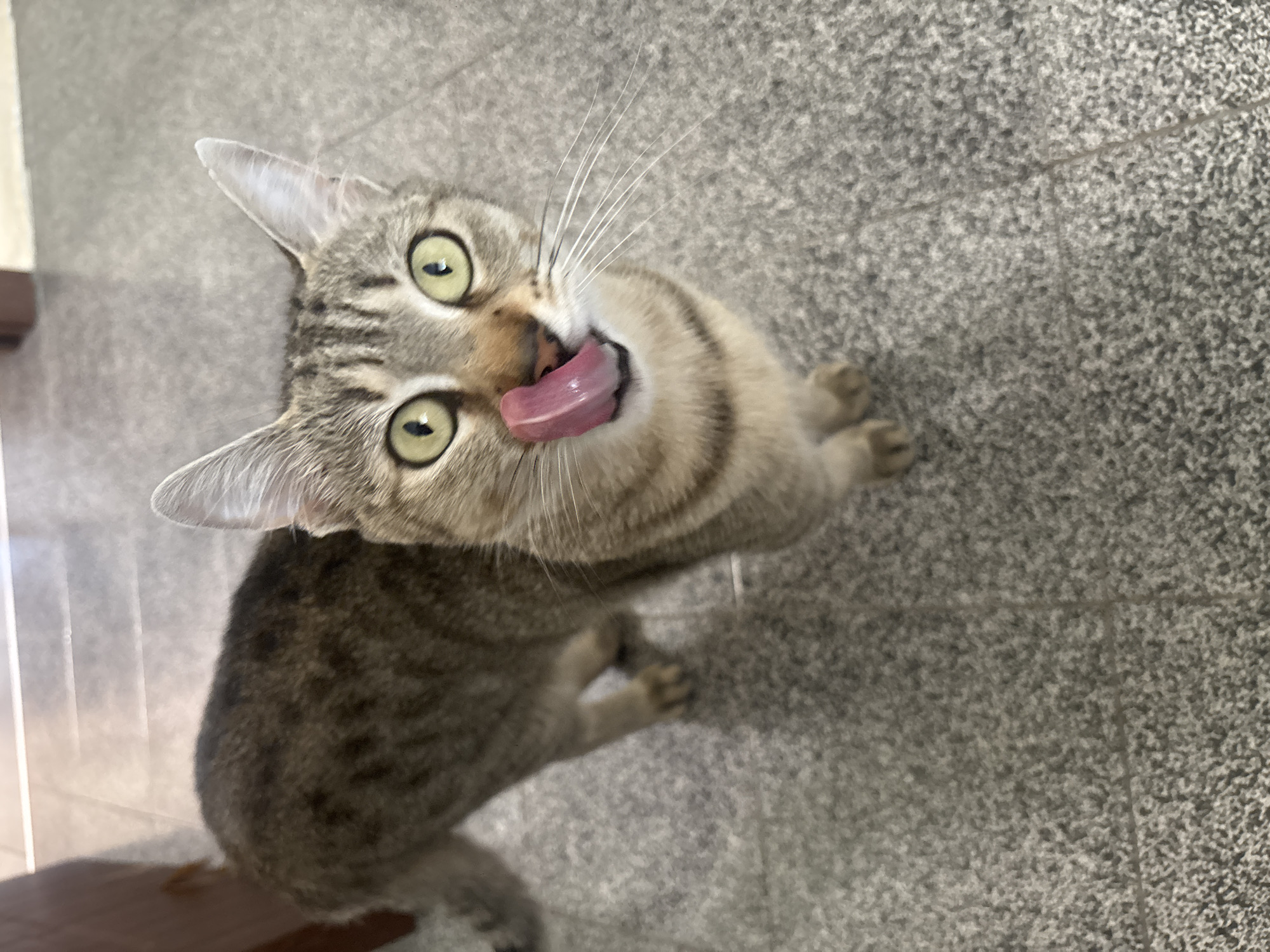 A domestic short-haired tabby cat sits on a grey tiled floor, tilting its head up and licking its nose. The cat has green eyes and a light brown coat with darker brown stripes. The floor appears to be inside a building, possibly a home or shop. The location is Burgas, Bulgaria.