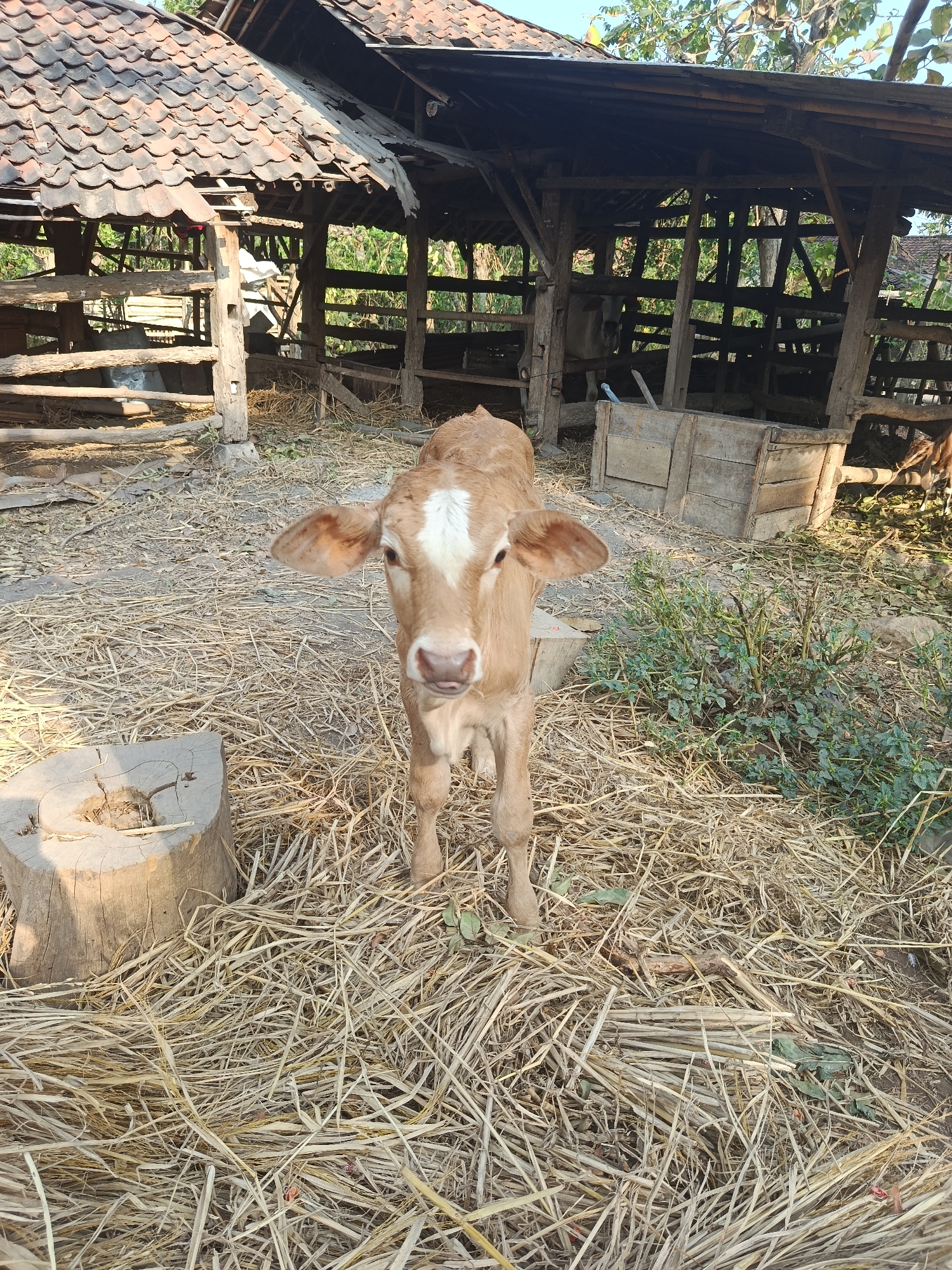 A light brown calf with a white blaze on its forehead stands in a dry, straw-covered outdoor area in front of a dilapidated wooden shelter. The shelter has a tiled roof and wooden walls, some of which are broken. Inside the shelter, other animals, possibly goats, are visible. A wooden trough is positioned in front of the shelter. A tree stump is to the left of the calf. The scene appears to be a farm or rural dwelling in Karangmojo, Indonesia.