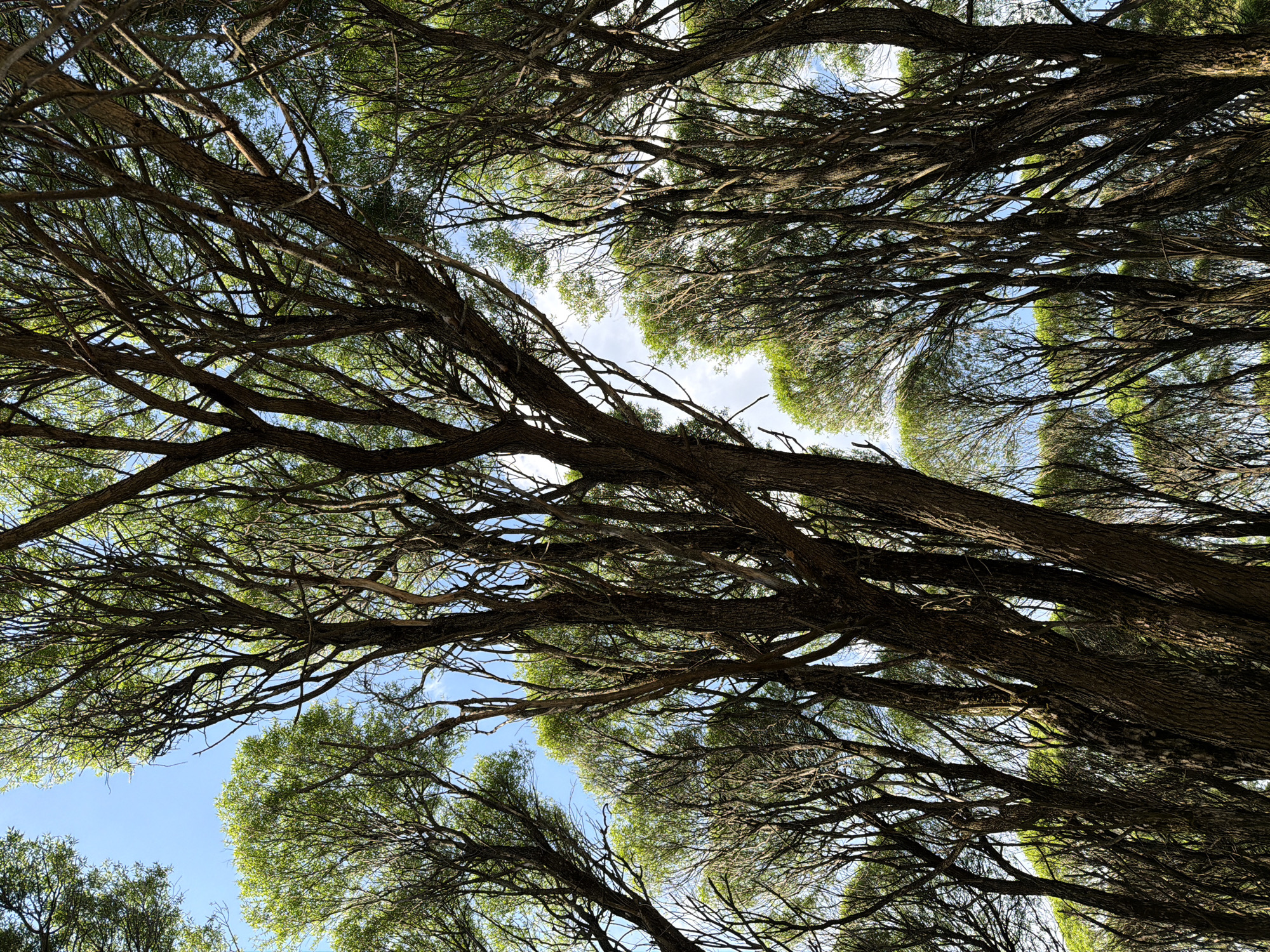 The image shows a view looking up through the branches of trees. The branches are dense, and the sky is visible in patches between them. The leaves appear light green. The location is not Moscow, Russia.