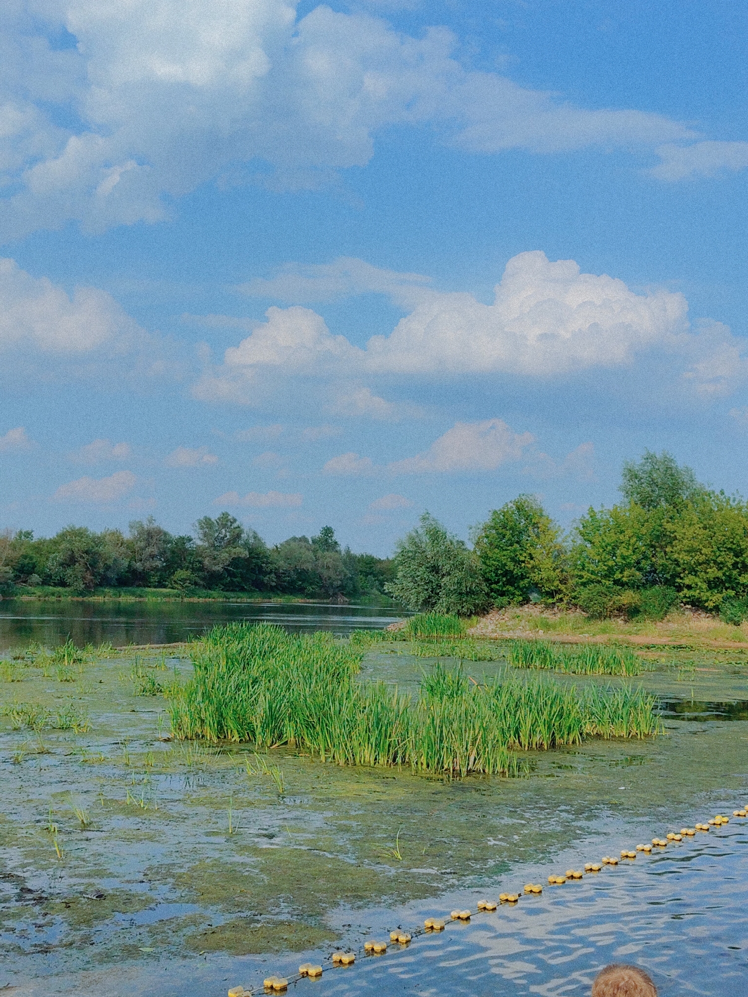 This media file depicts a serene river scene on a sunny day, likely in Nowy Dwór Mazowiecki, Poland. The sky is a vibrant blue, dotted with fluffy white cumulus clouds, suggesting fair weather. The foreground is dominated by a calm body of water covered in patches of green algae and dotted with clusters of tall, lush green reeds.

In the middle ground, the river widens, with a verdant line of trees and bushes forming the far bank. The foliage is dense and varied, showcasing different shades of green. The water reflects the trees and the sky, creating a sense of depth and tranquility.

A notable detail in the foreground is a yellow, buoyant line stretching across the water, possibly marking a boundary or used for fishing. The image also includes a hint of two individuals in the lower right corner, with a head of curly blonde hair visible, suggesting they are present and observing the scenery.

The overall impression is one of natural beauty and peacefulness. The time of day appears to be late morning or early afternoon, given the bright sunlight and clear sky. There is no visible text in the image.