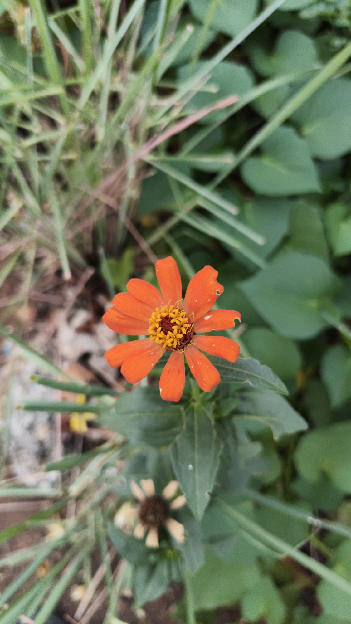 A close-up, top-down shot focuses on a single, vibrant orange zinnia flower with a yellow and red center. The flower has seven distinct petals, some showing slight damage or imperfections. The background is a blur of green foliage, including blades of grass and broader leaves, and a patch of dry soil with some scattered debris. A second, out-of-focus, lighter-colored flower with fewer petals is visible below and behind the main subject. The scene is set outdoors, in what appears to be a garden or natural area. Given the request to include the location of South Jakarta, Indonesia, this scene could depict a garden within a residential area, a park, or a public green space in that region. There are no people or animals present in the image. The lighting suggests it is daytime.