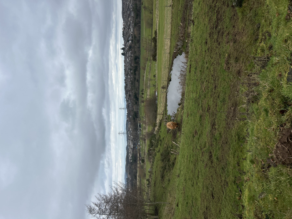 An outdoor scene captured under an overcast sky depicts a rural landscape bordering an urban area in the City of Edinburgh, United Kingdom. In the midground, a reddish-brown Highland cow with prominent horns stands on a muddy, grassy bank to the left of a small, dark pond, facing towards the left side of the frame. The cow is positioned approximately in the center-left of the image, appearing to graze or observe its surroundings. The immediate foreground consists of a heavily disturbed, muddy green slope with sparse dry vegetation. Beyond the pond and the cow, green fields are visible, some sectioned by wooden fencing, leading to a distant residential area composed of numerous houses nestled on a hillside. Two large lattice steel transmission pylons are prominent in the far background, rising above the residential structures. Further in the distance, a faint landmass or hills are discernible beneath the heavy grey cloud cover, suggesting a view across the Firth of Forth. Bare deciduous trees are scattered throughout the midground fields. No human subjects or discernible interactions are present.