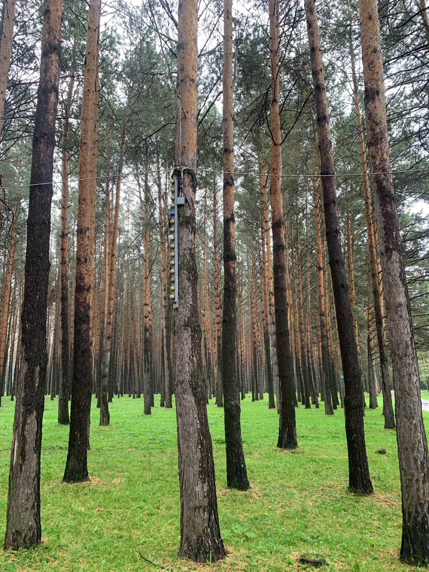 The image depicts a dense pine forest with a bright green, grassy floor. The trees are tall and slender, with textured bark in shades of brown and black. Some of the trees show signs of charring, particularly on their lower trunks. In the mid-ground, a vertical string of lights hangs from a wire stretched between two trees. The lights are small and spherical, with a yellow and blue color scheme. A small grey box is attached to one of the trees near the lights. The sky is overcast, suggesting a cloudy day. The scene appears to be a natural outdoor environment within the city of Prokopyevsk, Russia, possibly a park or recreational area. No people are visible in the image.