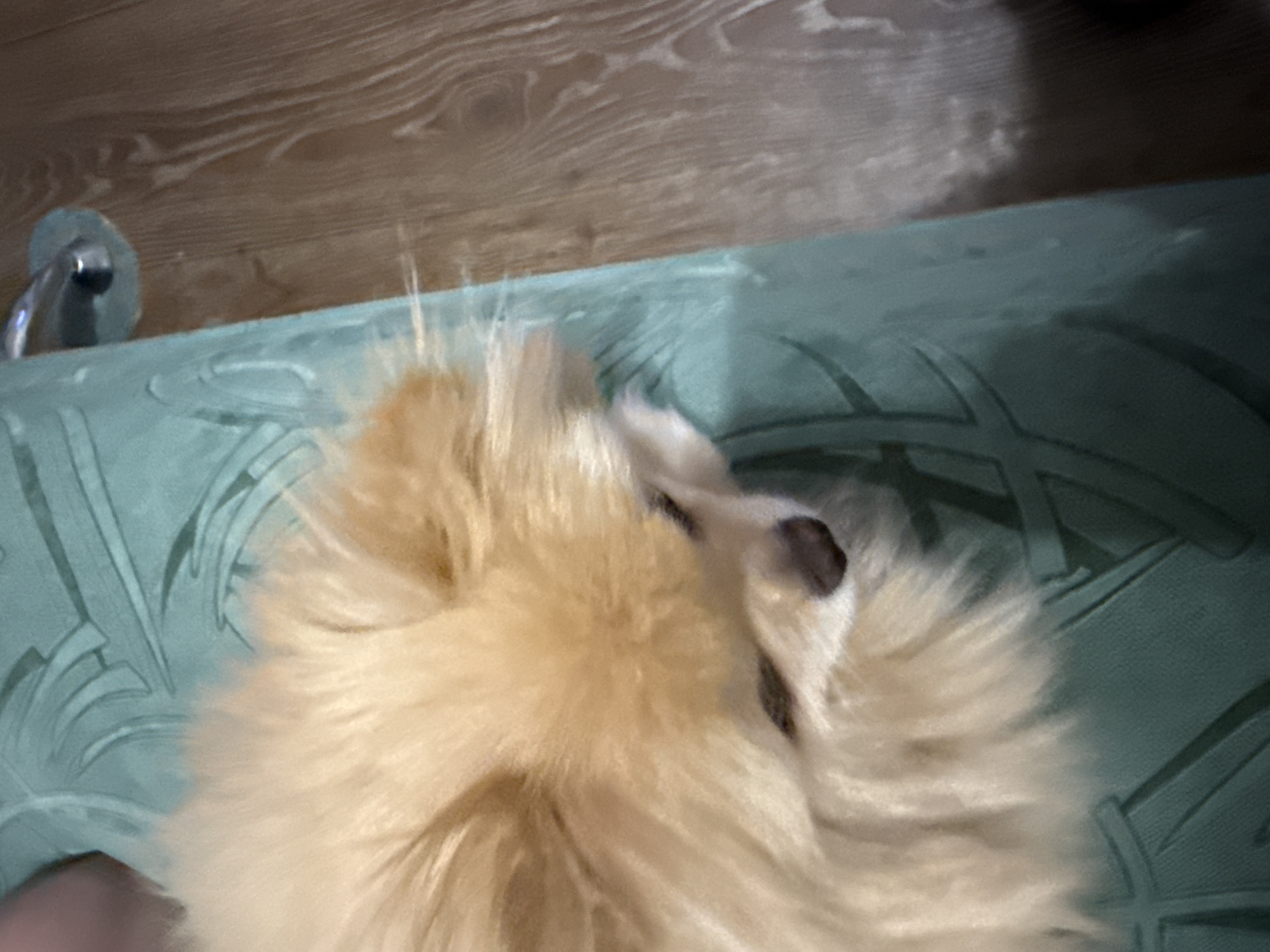 An overhead, eye-level shot shows a fluffy Pomeranian dog lying down on a teal mat. The dog's light brown fur is soft and appears well-groomed. Its eyes are closed, and its head is resting on its paws. The mat has a subtle textured pattern that is visible beneath the dog's fur. To the right of the mat, a wooden floor is visible, with wood grain patterns running horizontally across the frame. A chrome-plated object, possibly part of a chair or furniture, is also visible in the upper right corner of the image. The lighting is dim, creating soft shadows and a generally cozy atmosphere.