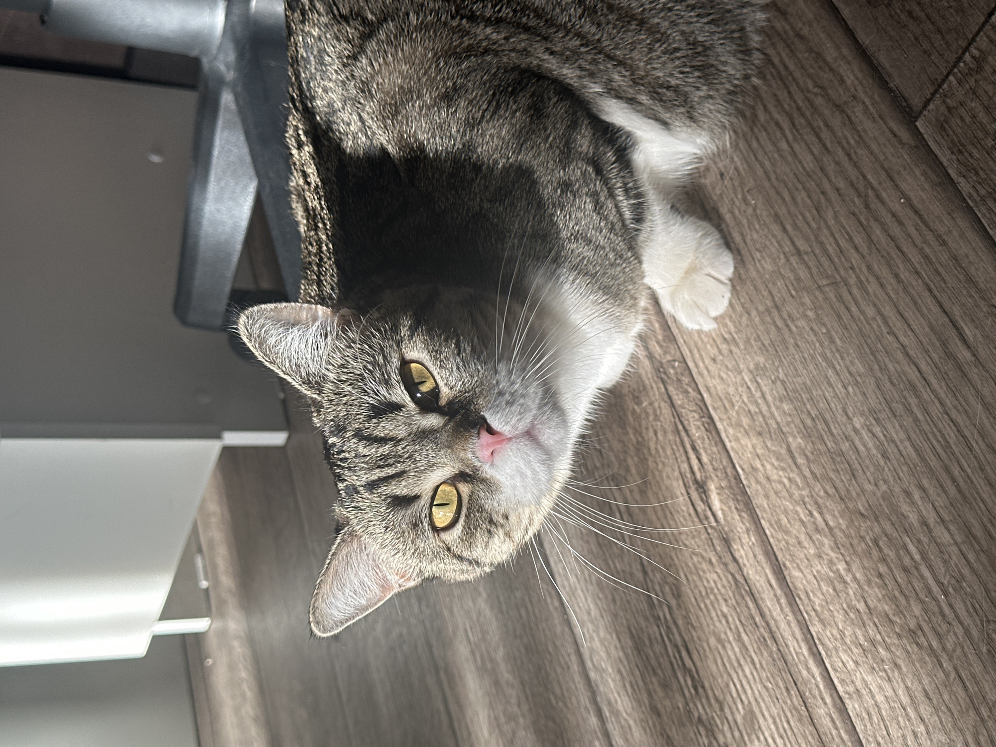 A domestic tabby cat with grey, brown, and white fur is pictured lying on a wooden plank floor. The cat looks directly at the viewer with bright yellow-green eyes and a pink nose. Its fur shows a distinct tabby pattern, with white fur on its chest and paws. Strong, natural light casts prominent shadows across the cat's back and head, suggesting sunlight from a nearby window.
In the background, to the upper left, a dark grey furniture leg or frame is partially visible. A white, possibly plastic, container or drawer is seen in the lower left of the frame. The cat's long whiskers are clearly visible, and its posture appears relaxed yet alert, conveying a curious or calm demeanor. No text is visible in the image. The setting is a home environment in Chaikovsky, Russia.