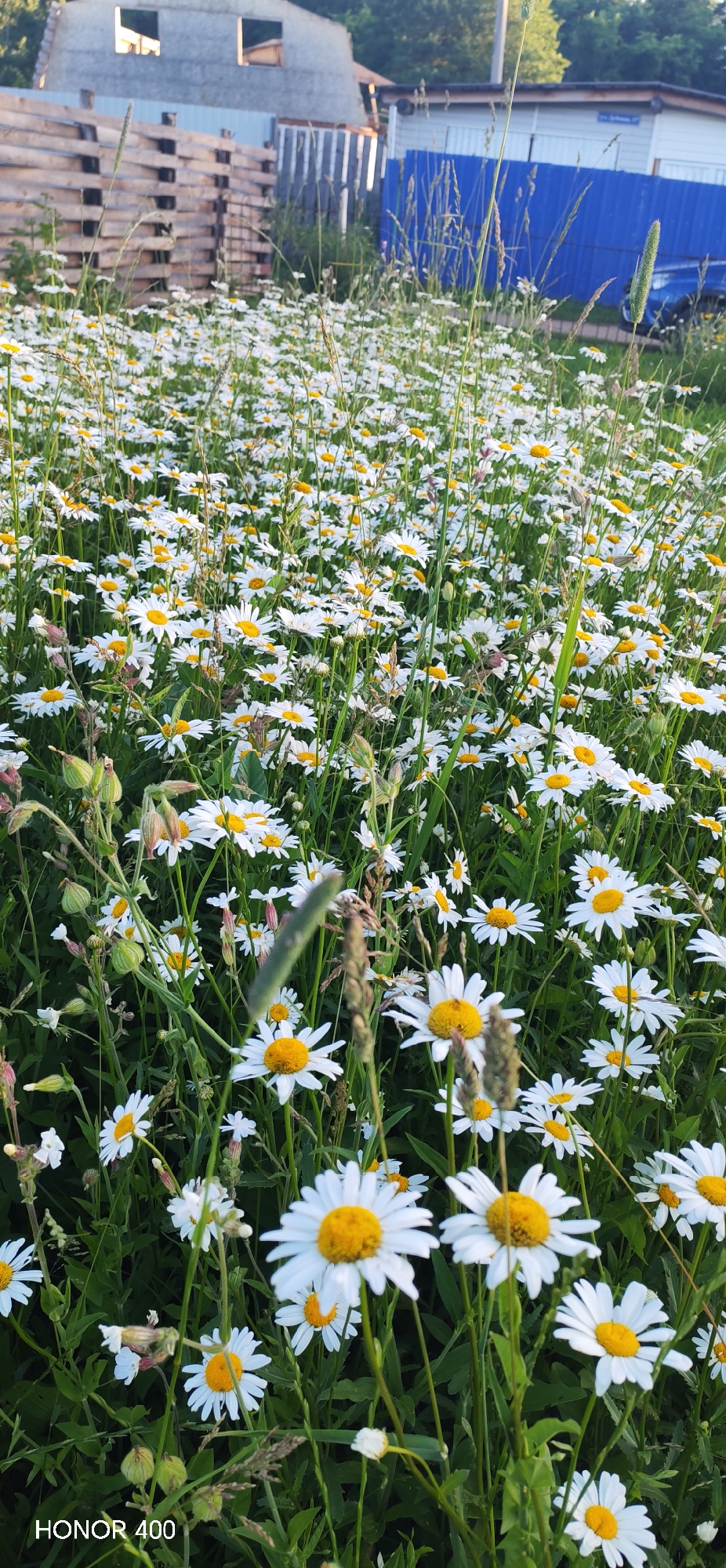 In Noviy, Russia, a field of daisies is in full bloom, stretching towards a backdrop of rustic structures and a bright blue fence. The foreground is dominated by numerous white daisies with yellow centers, their petals reaching out from green stems. Amongst the flowers, various grasses and seed heads are visible, adding texture and height to the scene. In the distance, a partially constructed building with visible wooden framing and window openings stands to the left. To the right, a shed-like structure with a blue metal fence in front of it is apparent. A dark blue vehicle is partially visible behind the blue fence. The lighting suggests it is late afternoon or early evening, with the sun casting a warm glow on the field. The "HONOR 400" watermark is present in the lower left corner of the image.
