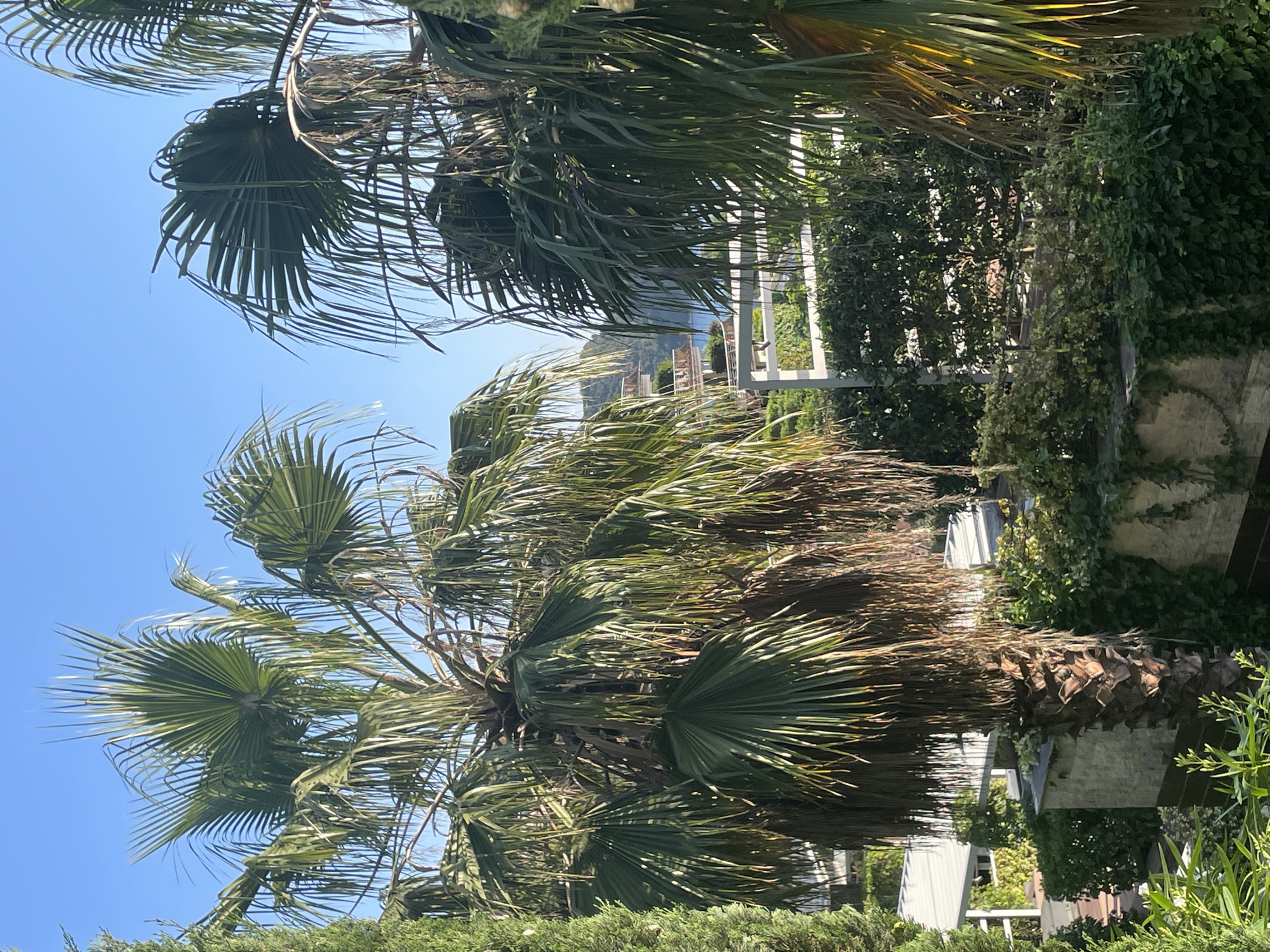 The image shows a view in Budva, Montenegro, featuring palm trees and greenery against a clear blue sky. In the background, there are glimpses of buildings and structures, including a white pergola-like frame and what appears to be the sea or a large body of water. The palm trees are the primary focus, with visible details of their fronds and trunks. The surrounding vegetation includes a variety of green plants and bushes. The overall impression is one of a sunny, outdoor setting in a coastal environment.