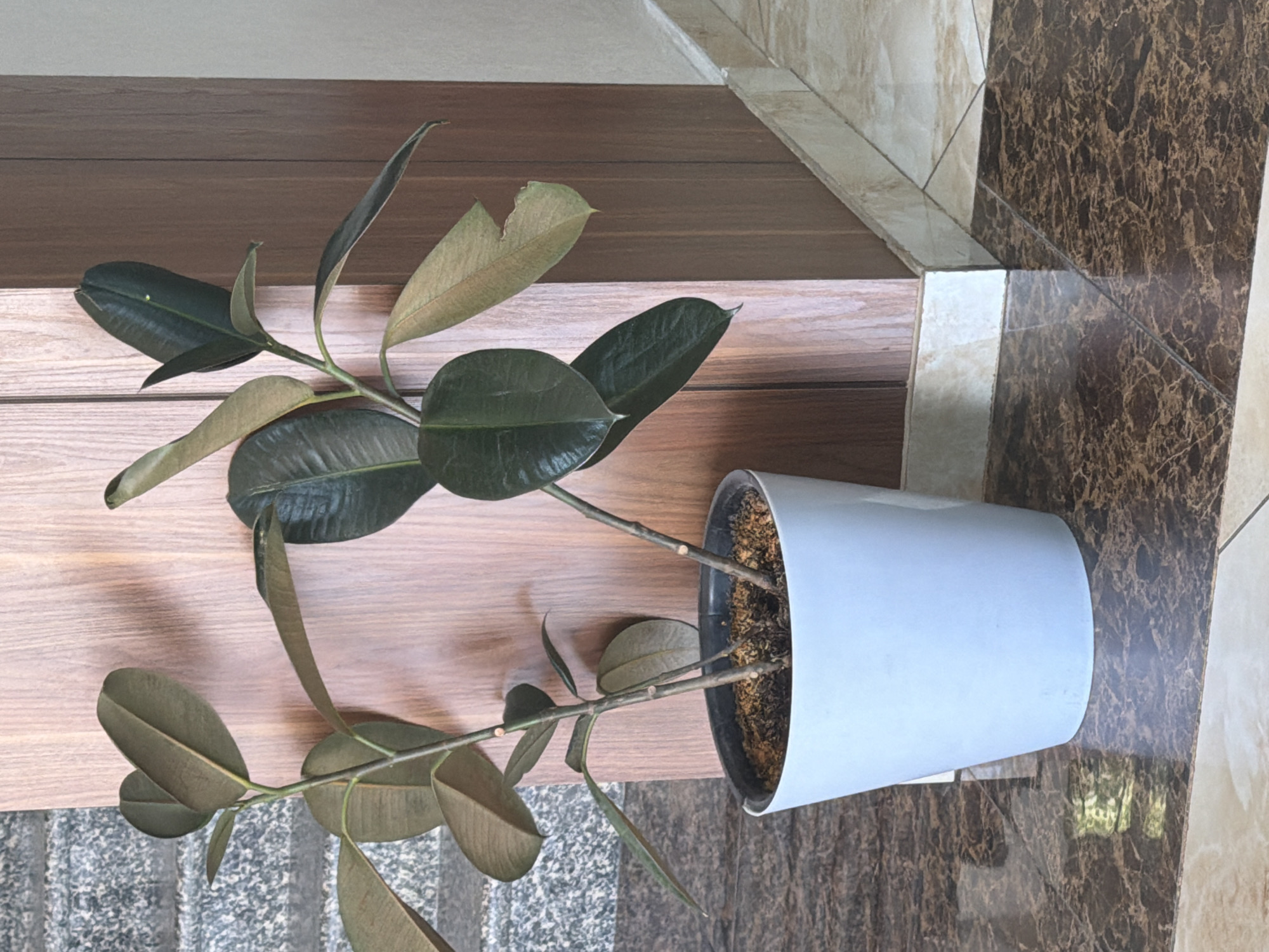 A ficus elastica plant is displayed in a white pot on a dark, reflective floor. The plant has several large, dark green, leathery leaves and some smaller, lighter green leaves. The stems are visible, and the soil is dark brown. Behind the plant, a wooden panel with vertical grain runs from floor to ceiling. To the left of the wooden panel, a wall with a textured, grey stone pattern is visible. The floor has a marble-like pattern with brown and beige tones. The scene appears to be indoors, possibly in a residential or commercial building in Tashkent, Uzbekistan, given the context provided.