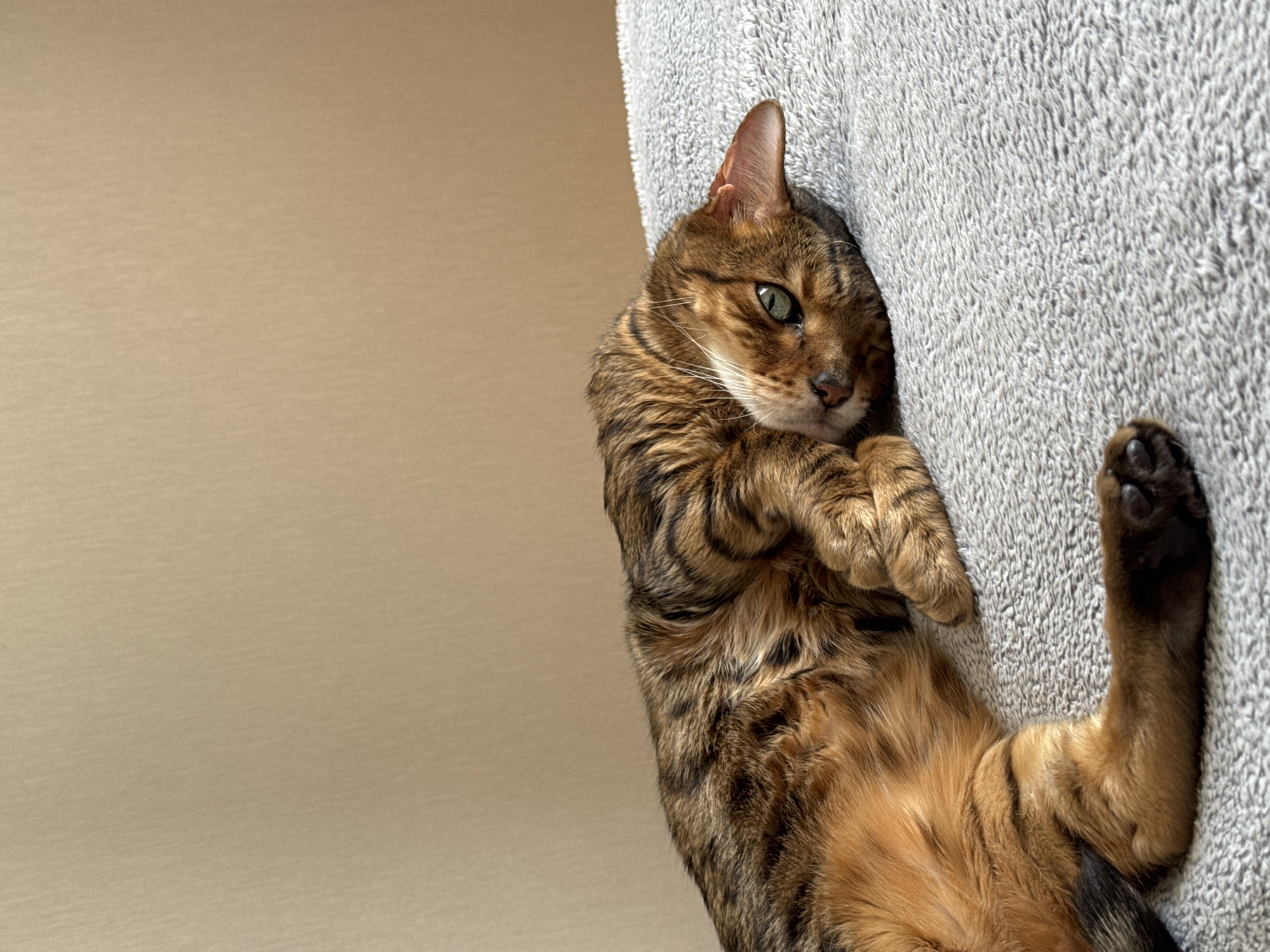 A tabby cat lies on its back on a grey textured surface. The cat's head rests against the grey surface, and its paws are crossed. The cat has a golden-brown coat with black stripes. A beige surface fills the left side of the frame.