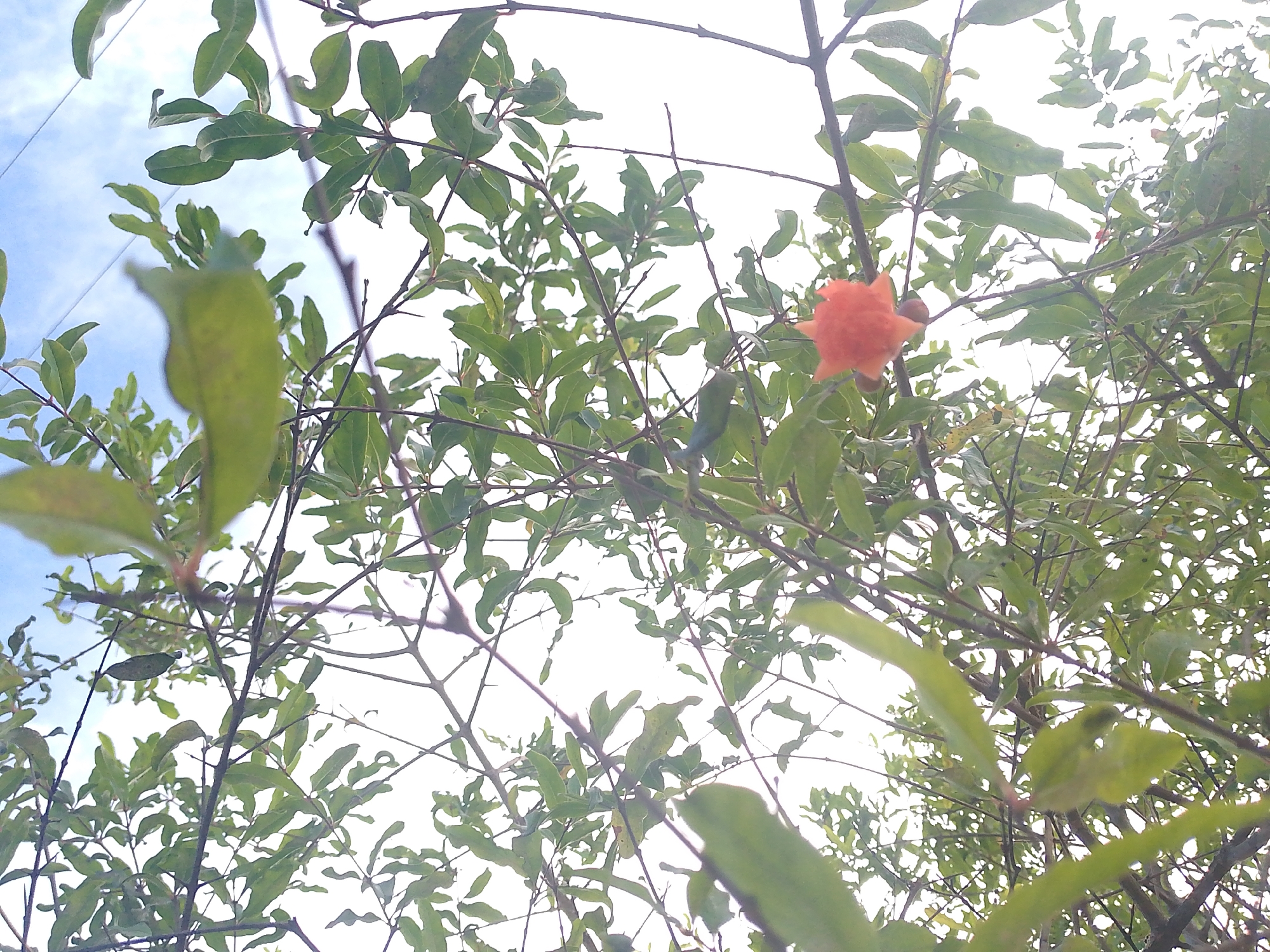 The image presents an upward view into the canopy of a plant in Juan Griego, Venezuela, under bright daylight. The primary subjects are green leaves, dark brown branches, and a single bright orange-red flower or developing fruit bud positioned in the upper right quadrant of the frame. The leaves are ovate and vary in shade from light to dark green, with several appearing out of focus, suggesting a shallow depth of field. Thin, ramifying branches crisscross the scene. The background consists predominantly of an overexposed white sky, though a small area in the upper left reveals faint blue hues and sparse white cloud formations. No individuals, animals, or man-made structures are present within the visible scene.