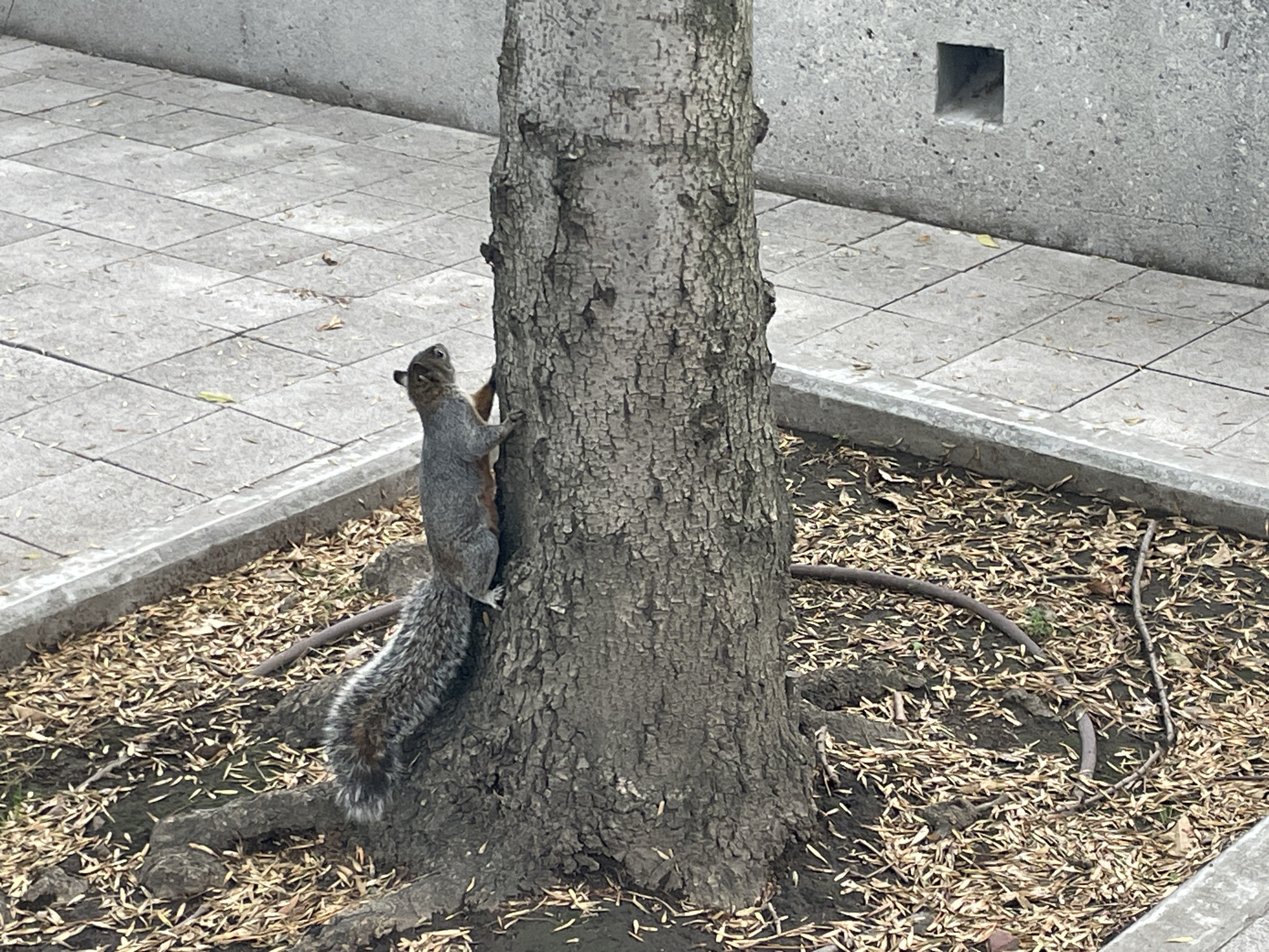 The image shows a squirrel climbing a tree in Mexico City, Mexico. The squirrel is gray with a bushy tail and is facing upwards. The tree is medium-sized with rough bark. The ground around the tree is covered in dry leaves. In the background, there is a concrete walkway and wall with a square opening.