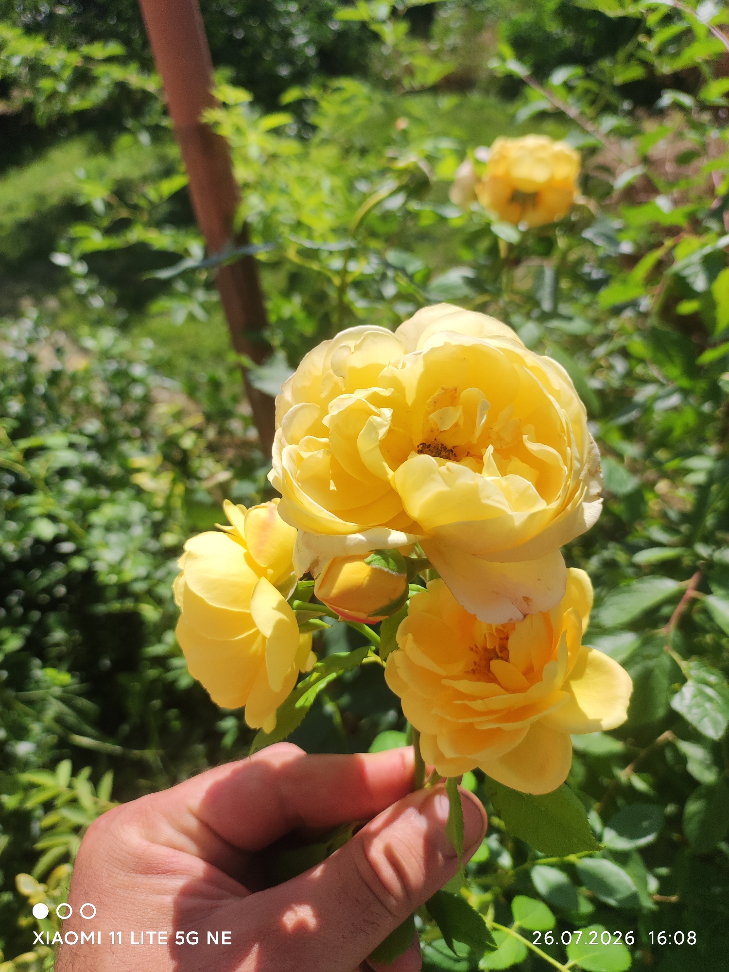 A close-up shot focuses on a cluster of bright yellow roses in bloom, with a hand gently holding a stem in the lower left quadrant. The roses are the main subject, their layered petals illuminated by sunlight. In the background, green foliage creates a natural, garden setting. The image appears to be taken outdoors, under daylight conditions, likely in a garden. The scene is peaceful and visually appealing. The date stamp on the bottom right corner reads "26.07.2026 16:08", and the device used is a "XIAOMI 11 LITE 5G NE".