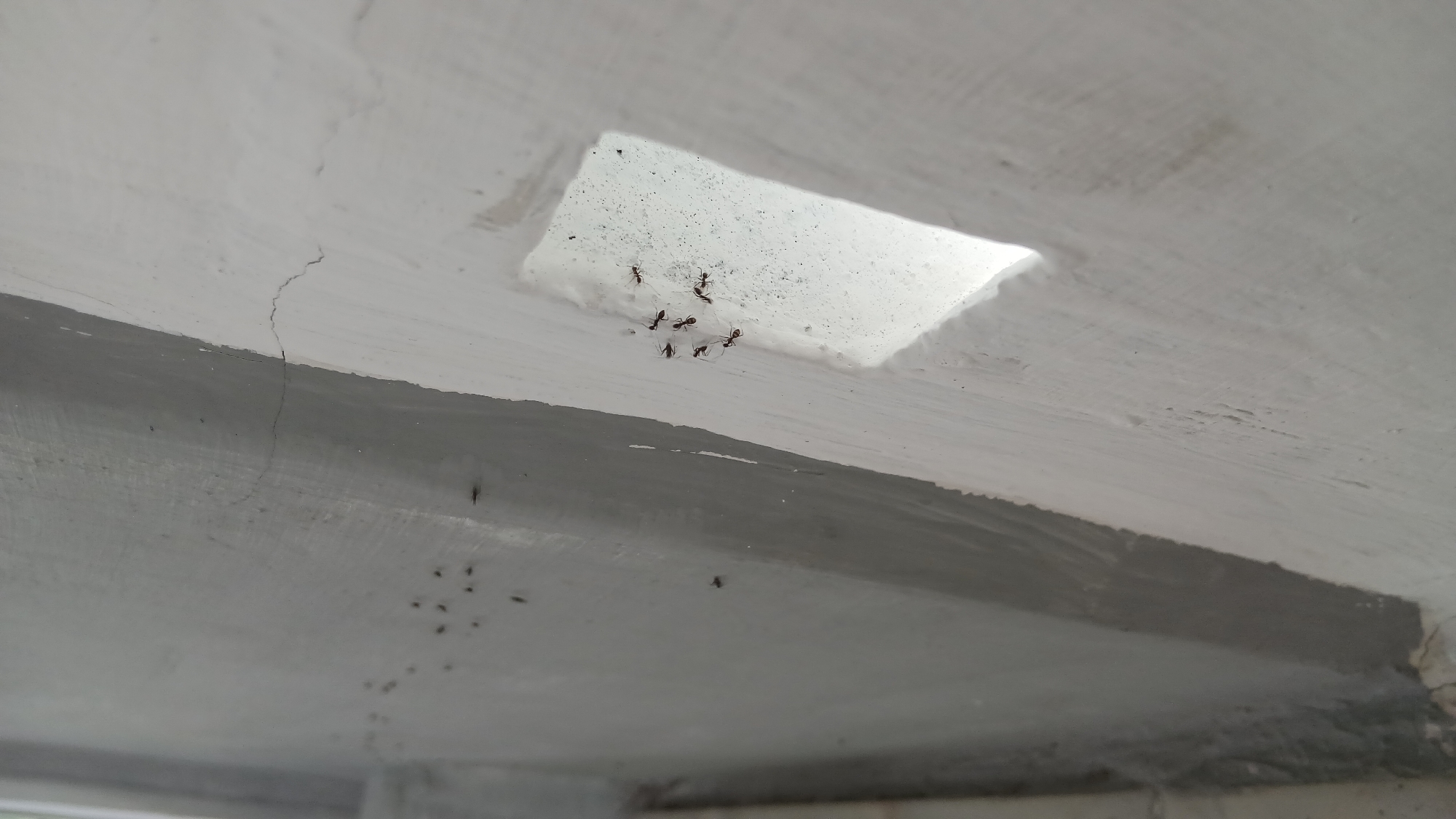 A group of ants are visible on a white, textured wall in Klambir Lima Kebun, Indonesia. The ants are clustered near a small, irregular opening in the wall, appearing to be walking around. The wall itself shows signs of age with minor cracks visible. The lighting suggests it is daytime, with light shining through the opening.