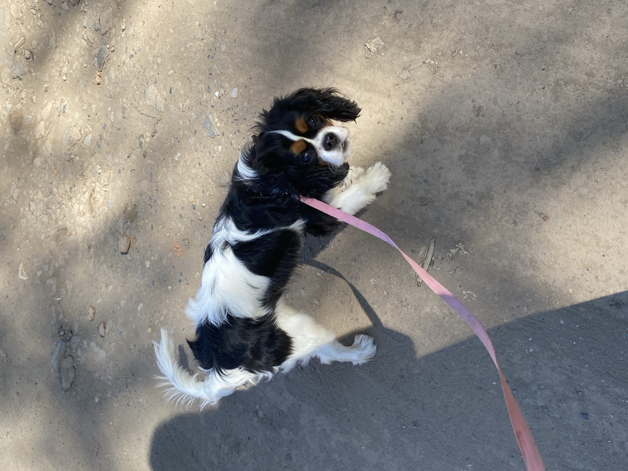A Cavalier King Charles Spaniel, black, white and tan in color, is sitting on a gray concrete surface, possibly a sidewalk or paved area. The dog is attached to a thin, pink leash. The dog is looking up towards the camera. Shadows cast by the sunlight suggest a daytime setting. The exact location within Votkinsk, Russia cannot be determined without additional information.