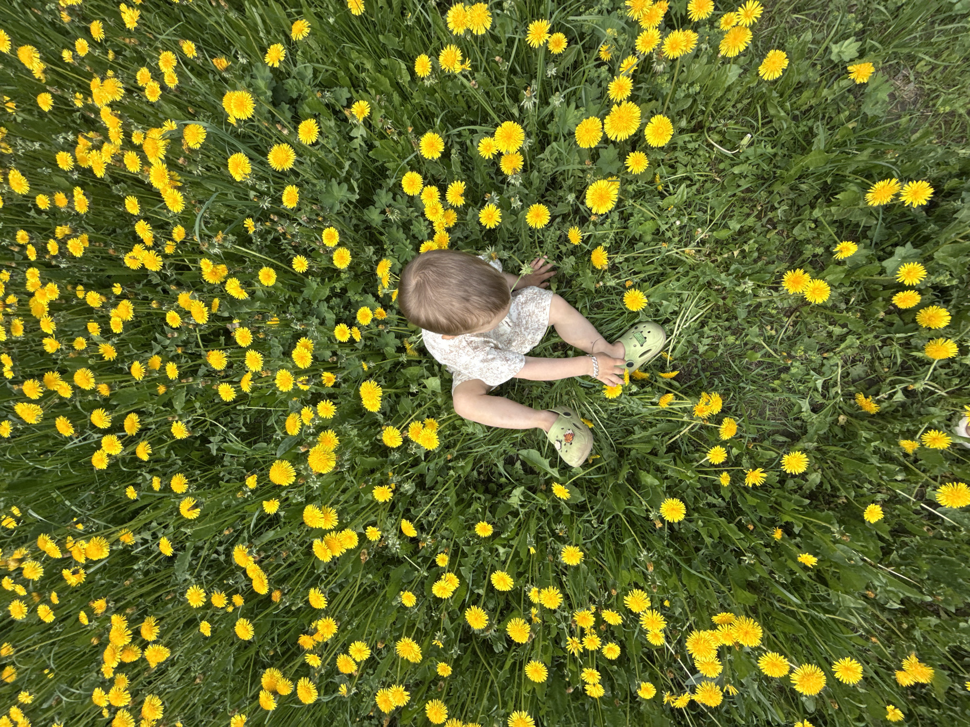 The image shows a child sitting in a field of dandelions. The view is from directly above. The child has light brown hair and is wearing a light-colored dress and green Crocs. They are sitting with their legs extended and appear to be picking a dandelion. The field is densely covered with yellow dandelions and green grass. The photo appears to have been taken in Rusanovo, Russia.
