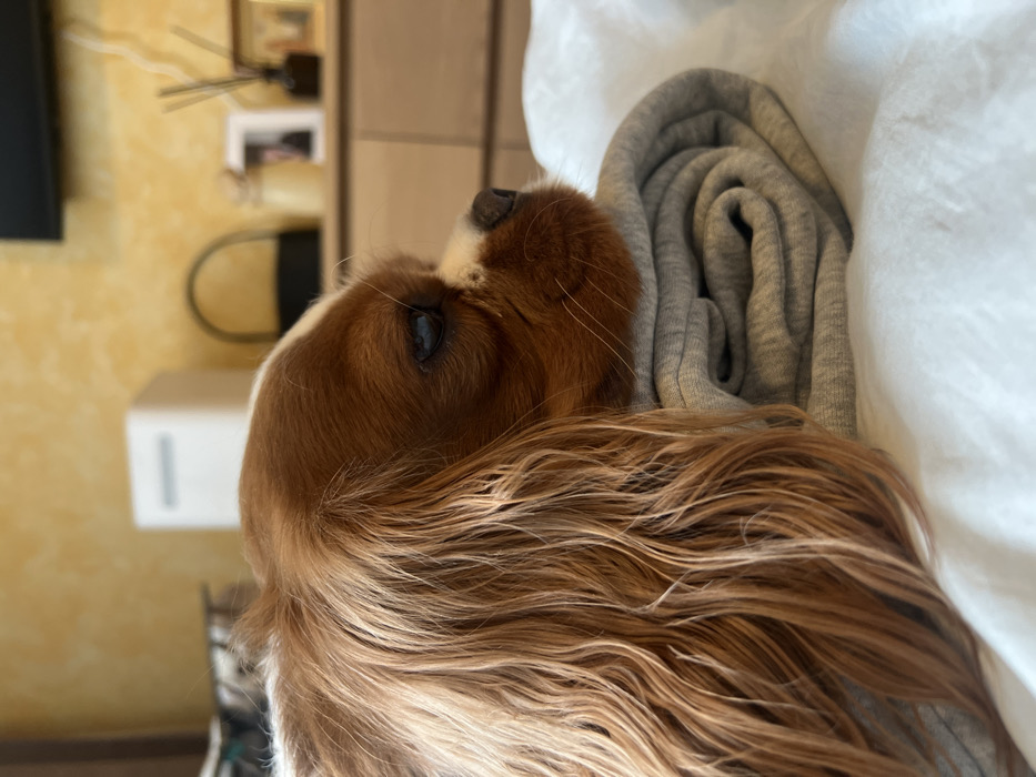 This indoor image, captured in Перепечино, Russia, presents a close-up, profile view of a dog's head, likely a Cavalier King Charles Spaniel, with predominantly reddish-brown fur and white facial markings. The dog's head is oriented towards the right, resting on a tightly rolled, cylindrical grey textile object. Its left eye is visible, appearing partially closed. The grey textile rests upon white, wrinkled bedding. The background, largely out of focus, reveals a textured yellow wall. Visible background elements, positioned on a light-colored wooden dresser or cabinet, include a white rectangular device to the left, a dark arched object centrally, a white framed photograph, and a dark glass diffuser bottle with reeds to the right. A horizontal dark rectangular object, consistent with a television screen, is partially visible at the top edge of the frame.