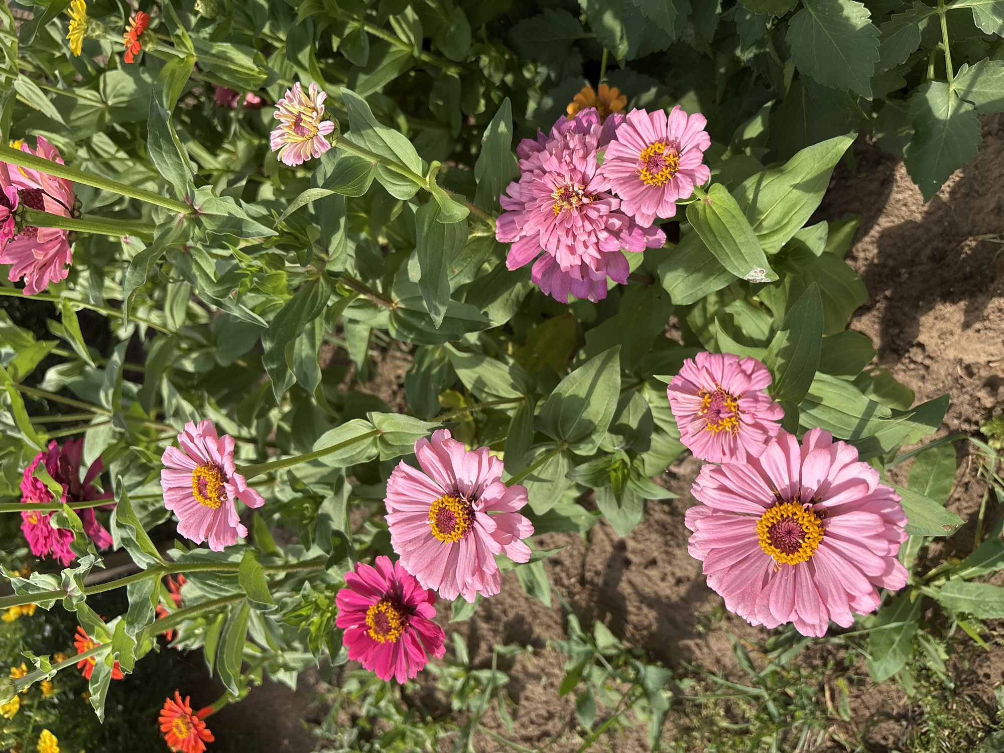 The image displays a close-up view of a garden filled with numerous blooming zinnias in various shades of pink and some orange and yellow flowers in the background. The zinnias are the primary subjects, with their layered petals and prominent yellow centers clearly visible. Green foliage surrounds the flowers, with some leaves showing signs of slight damage or weathering. The ground beneath the flowers appears to be dark soil with patches of dry grass and some weeds. The lighting suggests it is daytime, with sunlight casting shadows on the ground and highlighting the vibrant colors of the flowers. The scene is an outdoor garden setting, typical of a residential or public garden. The provided hints indicate that this image may be associated with the city of Большелуг, Russia, though this context cannot be visually confirmed from the image alone. There are no people, animals, or discernible man-made structures visible in the frame, focusing the composition entirely on the floral display.