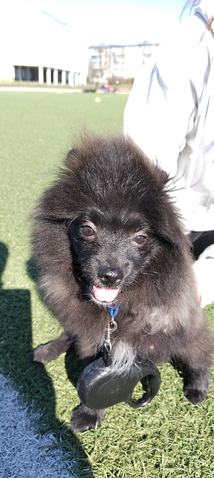 A black, fluffy dog, possibly a Pomeranian mix, is held in someone's arms, with a retractable leash attached to its collar. The dog's tongue is slightly visible. The setting appears to be a grassy field, possibly a sports field or park in Chaikovsky, Russia. In the background are buildings and other people. The lighting suggests it is daytime. The person holding the dog is partially visible, wearing a white jacket.