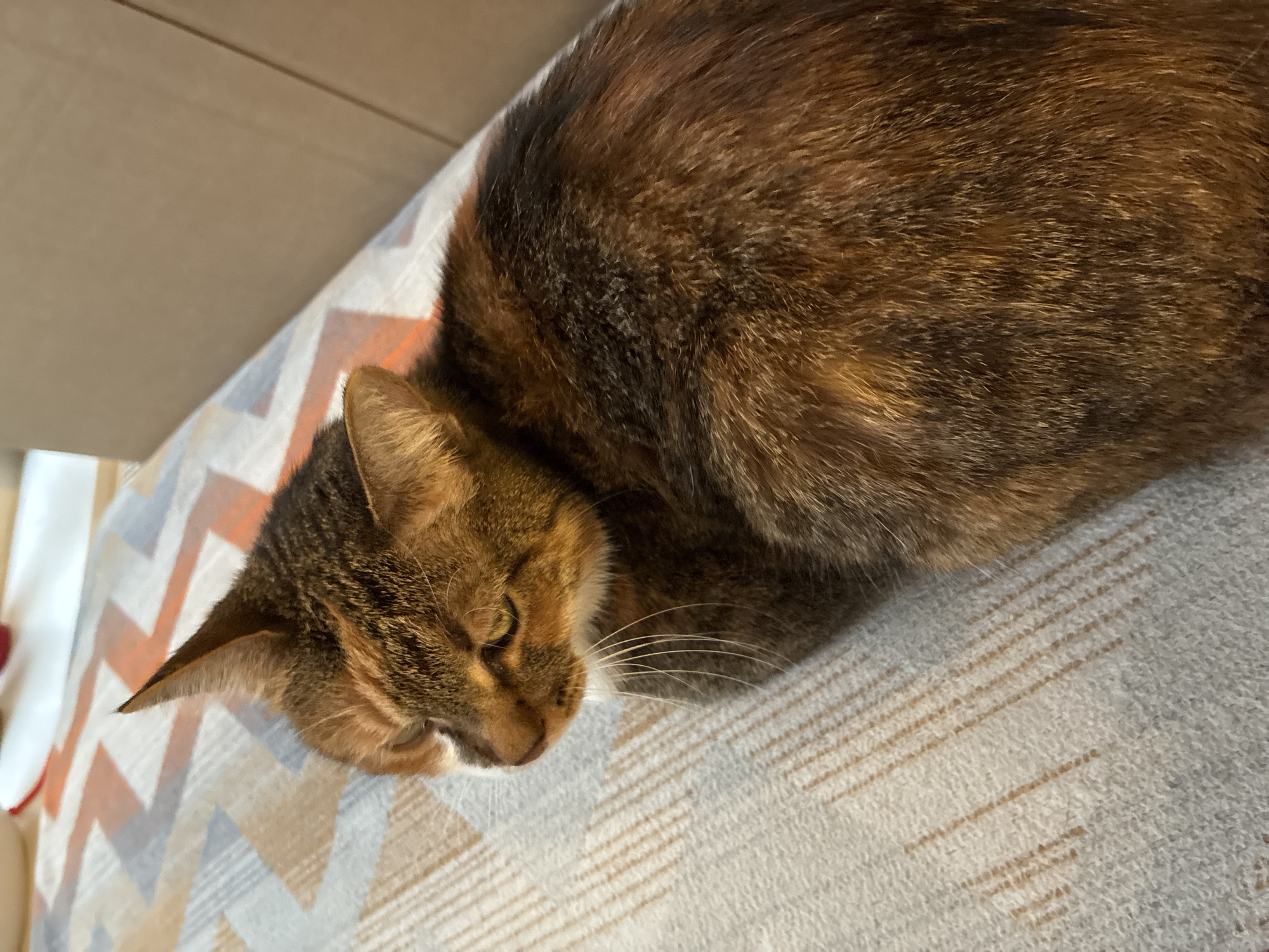 A tortoiseshell cat lies curled on a blanket with a geometric zig-zag pattern. The cat's head is turned to the left. It is not possible to determine the location of the city of Tomilino, Russia from this image.