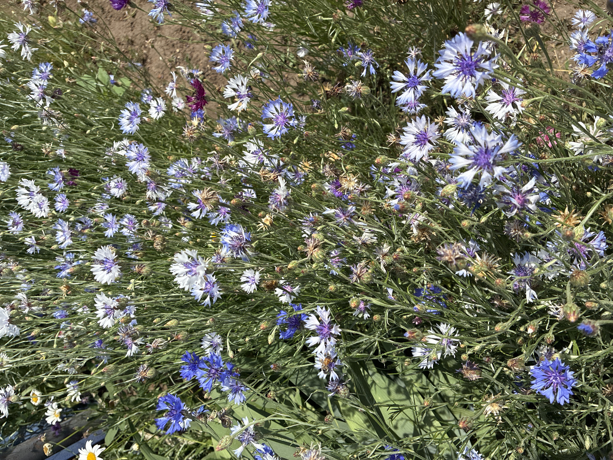 A patch of flowering plants, including cornflowers in various shades of blue and white, grows outdoors in the city of Totskoye, Russia. The plants are densely packed, with green stems and leaves forming a backdrop for the blooms. Some flowers are fully open, revealing their intricate petal structures, while others are in bud. The ground appears to be soil and dry leaves. The lighting suggests it is a sunny day. There are no people or animals visible in the image.