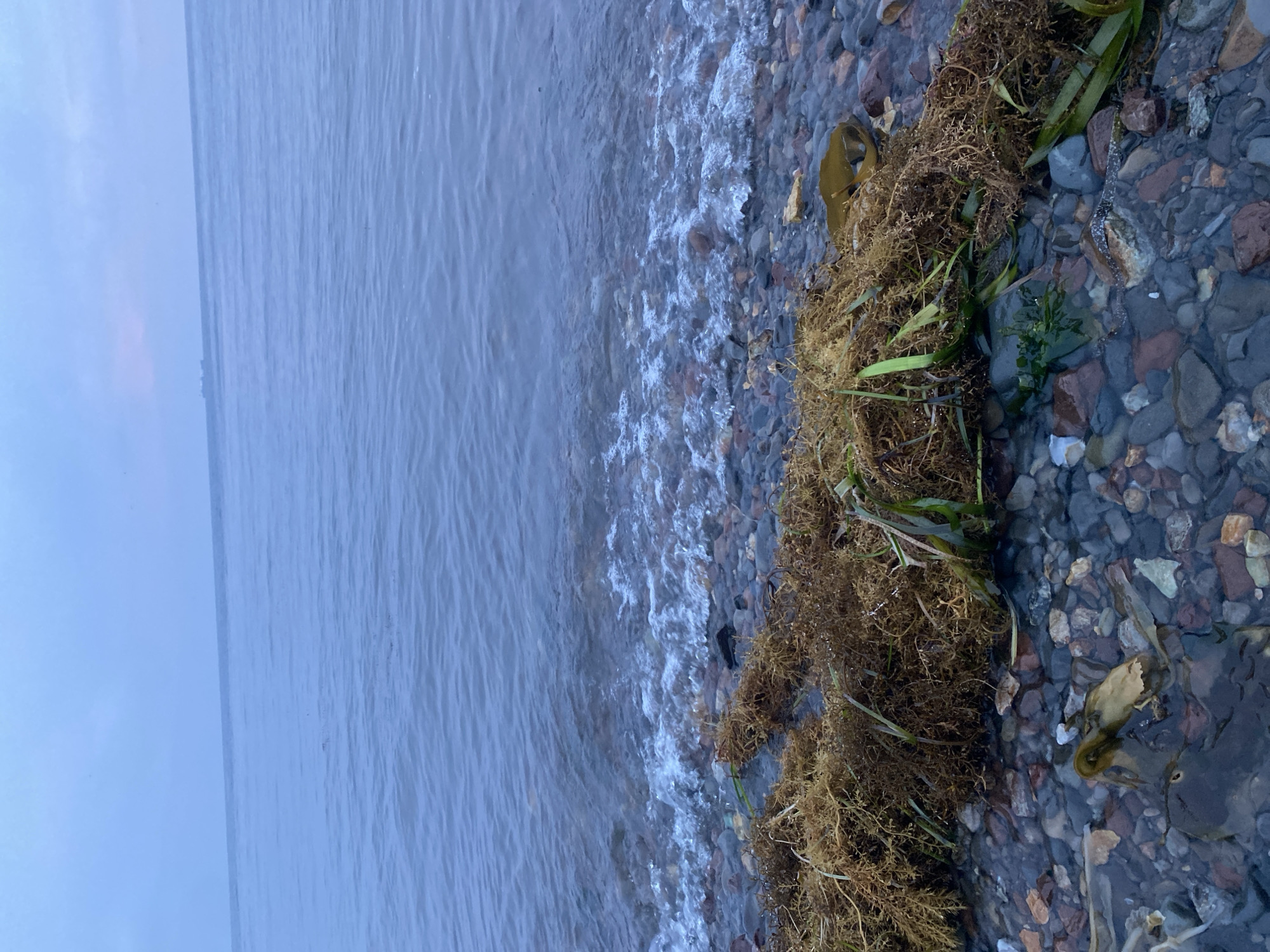 The image depicts a natural scene at the edge of the Sea of Okhotsk in Korsakov, Russia. The foreground is a rocky shoreline covered with seaweed. The water is calm with small waves lapping at the shore. In the distance, the horizon line separates the water from a pale, cloudy sky. A large cargo ship is visible on the horizon, indicating maritime activity. The overall atmosphere is serene and natural.