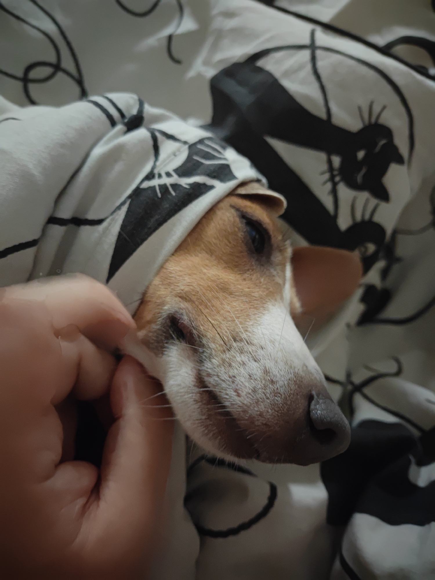 A close-up shot shows a person's hand gently touching the face of a small dog. The dog, with brown and white fur, is tucked under a blanket with a black and white pattern featuring stylized cat illustrations. The dog appears to be resting or sleeping, with its eyes partially closed and its muzzle resting on the blanket. The blanket is draped over the dog's head, leaving only its face visible. The background consists of the patterned blanket. The scene takes place indoors, likely in a bedroom. There is no indication of the location within Krasnodar, Russia.