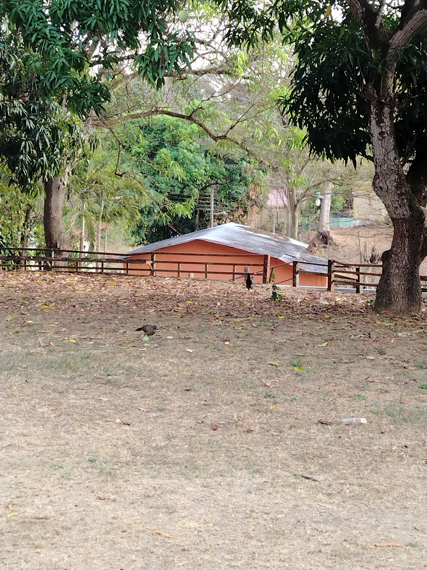 The image depicts a rural scene in Los Leoncitos, Venezuela. A small, single-story building with an orange exterior and a corrugated metal roof is partially visible behind a wooden fence. The foreground is a grassy area covered with fallen leaves and scattered debris. Two birds are present: one standing near the fence and another in the lower-left of the frame. Trees with dense foliage frame the scene, with one large tree trunk prominently positioned on the right side. Other buildings and vegetation are visible in the background, adding depth to the landscape.