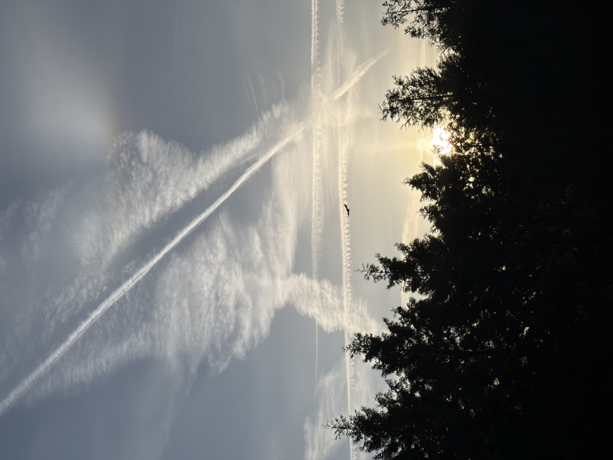The image, taken outdoors, presents a scene in Esch-sur-Alzette, Luxembourg, at what appears to be dawn or dusk. The sky is the primary focus, showcasing a complex pattern of condensation trails from aircraft. These contrails intersect, creating an X shape, and have partially dispersed into wispy cirrus-like clouds. A faint rainbow-like phenomenon is visible on the left side of the frame, possibly a circumhorizontal arc or a fragment thereof. A bird flies between the contrails and the sun. Silhouetted trees are present on the right side of the image, partially obscuring the sun, which is visible as a bright, blurred orb filtering through the foliage. The foreground consists of darkened tree branches and leaves, adding a stark contrast to the illuminated sky. There are no people visible.