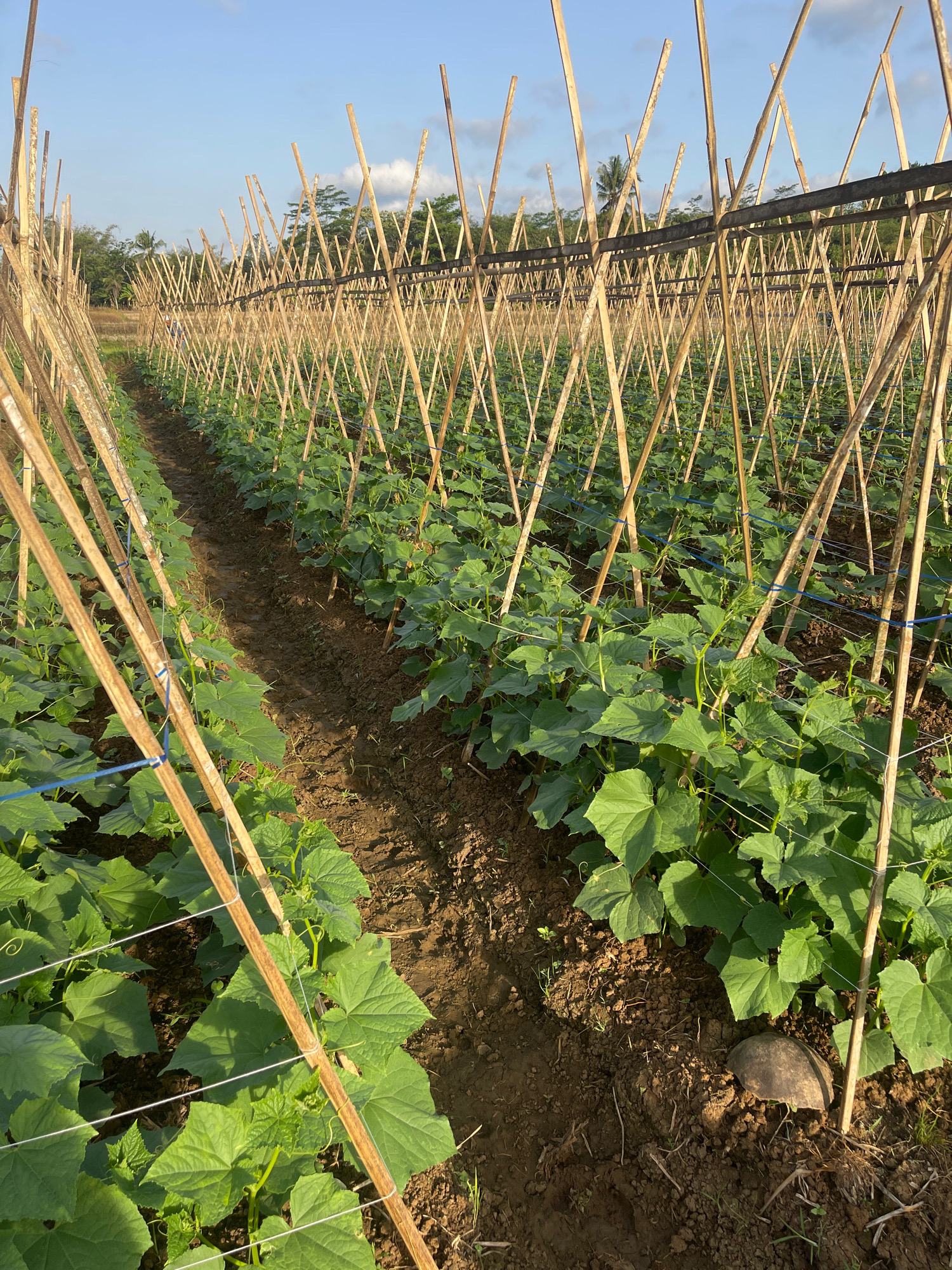 A vertical, full shot captures an agricultural field in Datarnangka, Indonesia, under a bright, partly cloudy sky. The field is lined with rows of young, green cucumber plants supported by a trellising system of bamboo poles. The poles are arranged in an A-frame structure, with some interconnected by horizontal beams and secured by blue and white twine. The plants exhibit large, green leaves and some nascent vines. The ground is a mix of dark soil and dried vegetation. In the background, a line of trees and vegetation forms a horizon against the sky, with hints of structures suggesting a rural or semi-rural setting. The image is sharp and well-lit, highlighting the textures of the plants, poles, and soil.