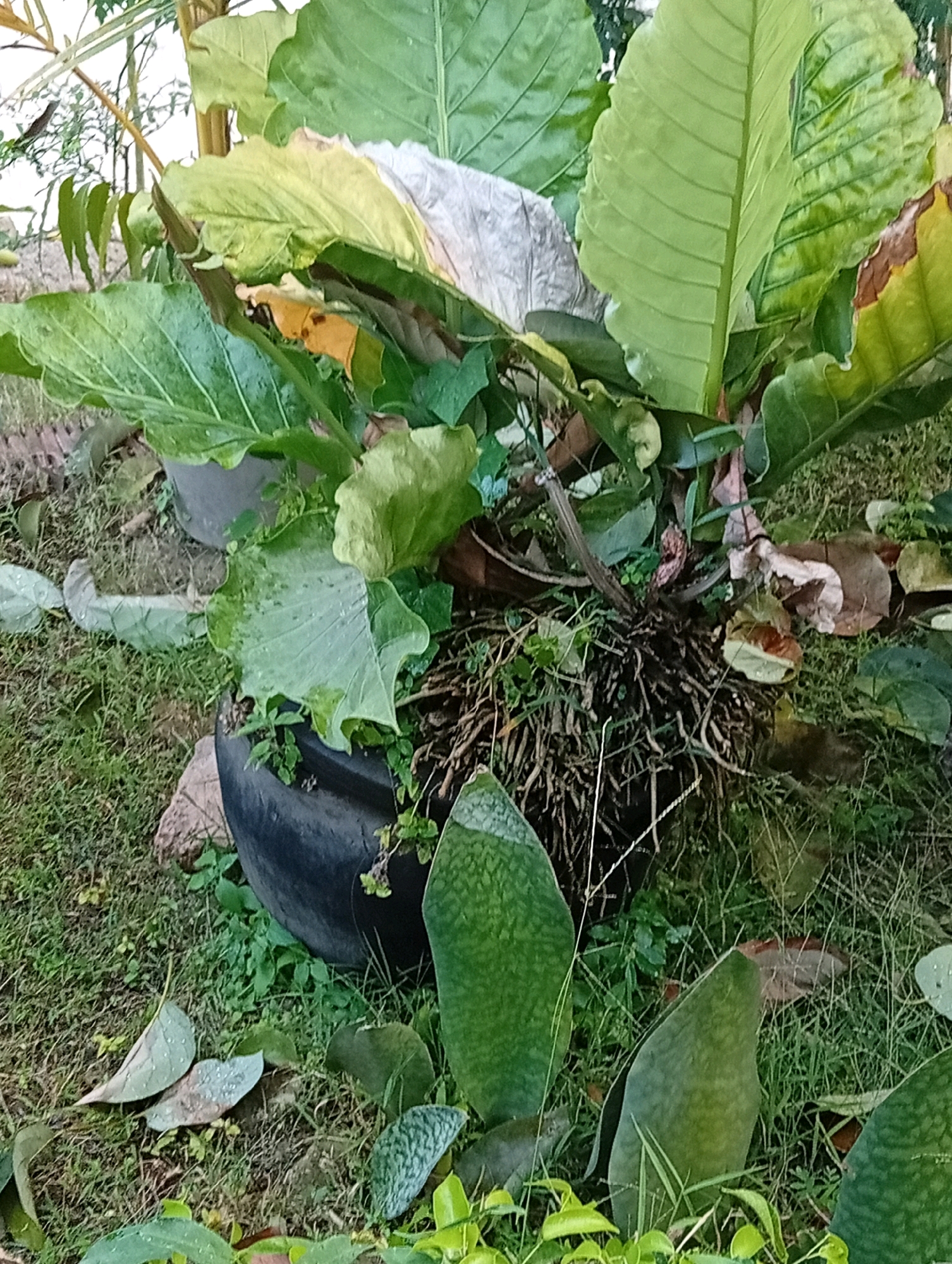 The image shows a large plant with broad green leaves, some of which are yellowing or brown at the edges, in a black planter pot. The planter is on the ground, surrounded by grass, fallen leaves, and other smaller plants. The roots of the large plant are exposed and visible. In the background, other plants and a blurry structure are visible. The scene appears to be outdoors, possibly in a garden or yard. There are no people or animals visible in the image. The location is identified as Kediri City, Indonesia.