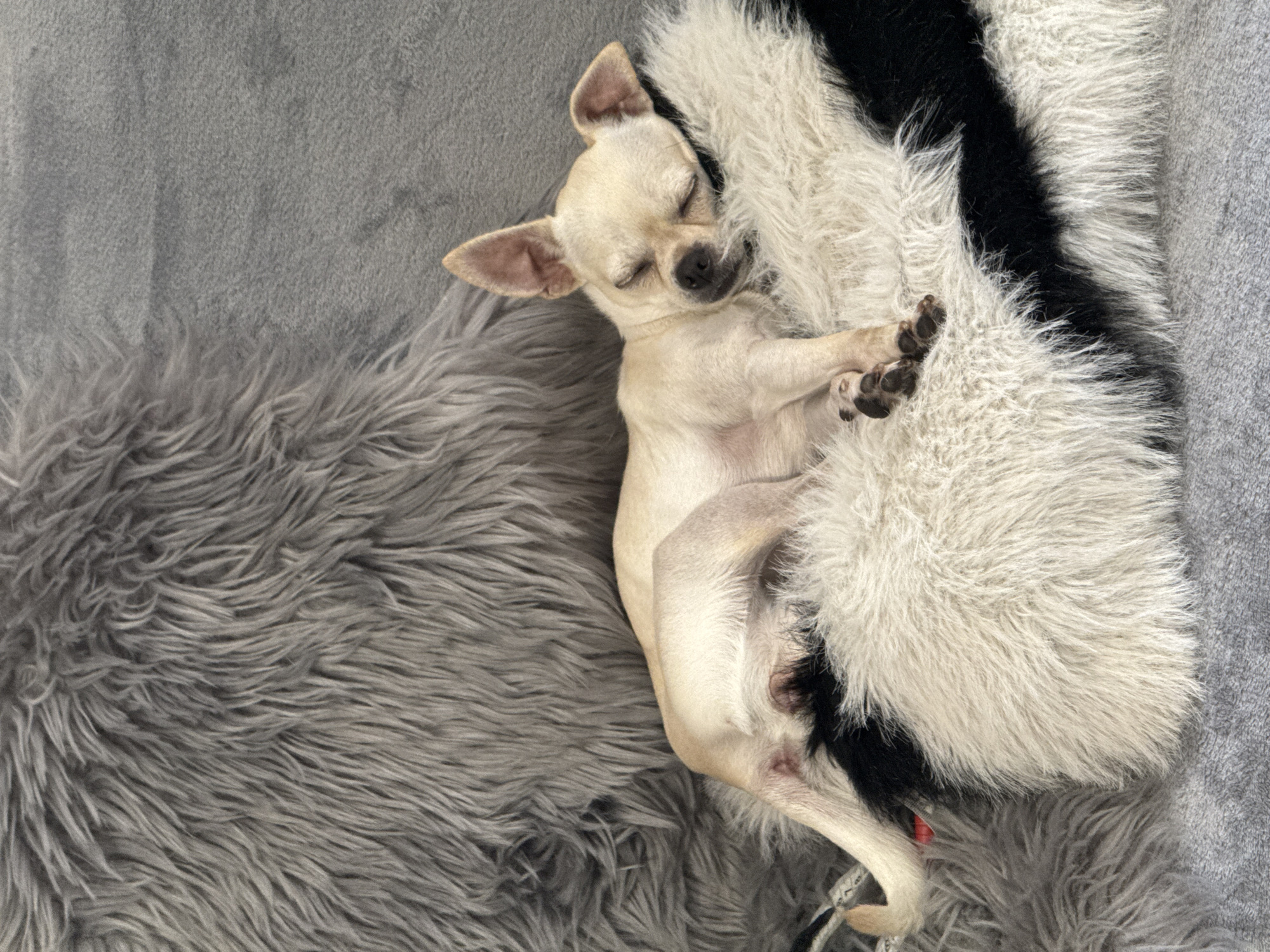 A light-colored Chihuahua dog is sleeping peacefully on a fluffy, black and white patterned pillow. The pillow is situated on a gray couch, which is partially covered by a large, shaggy gray fur rug. The dog is positioned diagonally across the pillow, with its eyes closed and head resting on its paws. The background consists of the gray couch and the gray rug. The lighting suggests an indoor setting. This scene is located in Sofia, Bulgaria.