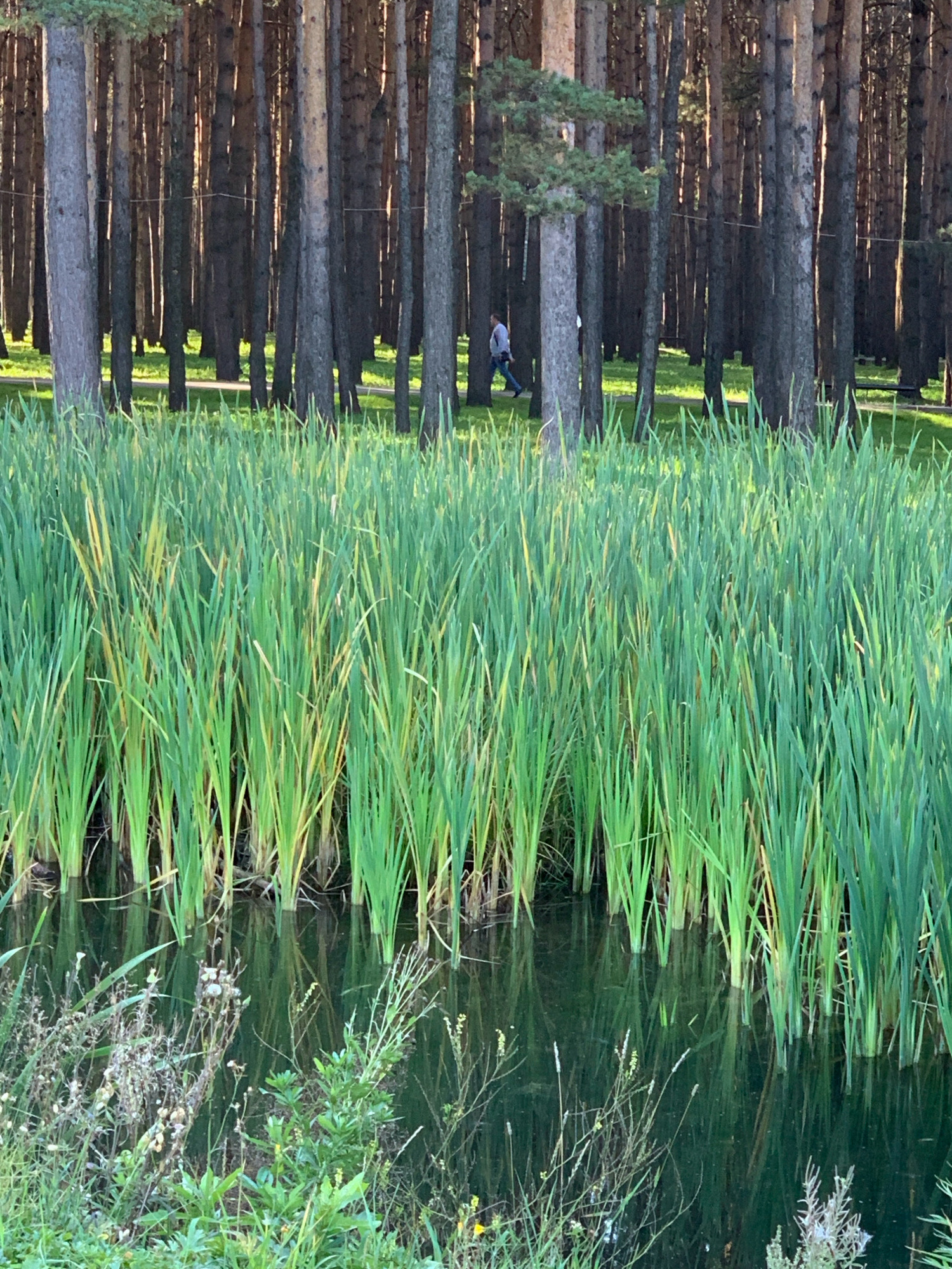 The image depicts a serene natural setting, likely a park or a nature preserve. In the foreground, a dense growth of tall, green reeds lines the edge of a calm body of water, reflecting the surrounding trees. The water itself appears dark and still, with hints of submerged vegetation visible.
Behind the reeds, a dense forest of tall, slender pine trees dominates the midground. The trees are closely packed, with sunlight filtering through their branches, creating dappled patterns of light and shadow on the forest floor. A single person, dressed in casual clothing, is visible walking along a path in the distance, partially obscured by the trees. The person's posture suggests a relaxed stroll. The ground beneath the trees appears to be covered in grass.
The overall impression is one of tranquility and natural beauty. The scene suggests a location suitable for outdoor recreation, such as walking or enjoying nature. The image does not provide any specific clues to indicate its exact location within the city of Prokopyevsk, Russia, but the presence of a managed park-like environment with pine trees and a pond is consistent with urban green spaces found in many cities.