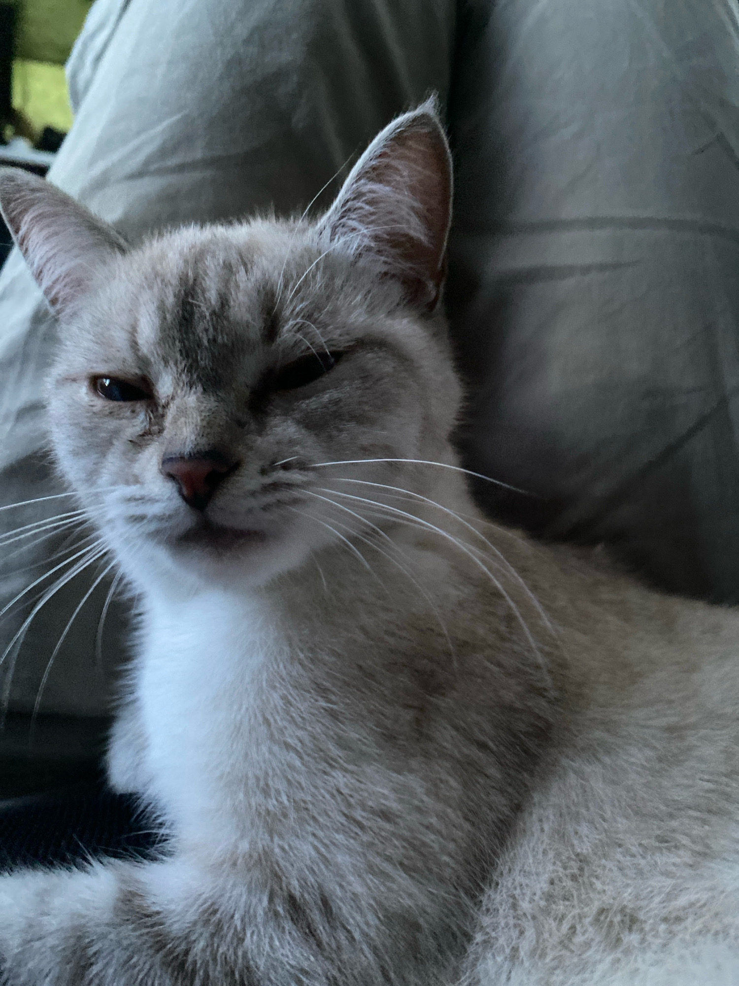 A close-up, eye-level shot shows a light-colored cat with blue eyes and grey markings on its ears and face, resting on a greyish-beige fabric. The cat's eyes are partially closed, giving it a sleepy or squinting appearance. Its whiskers are long and white, fanning out from its snout. The background consists of the same soft fabric, which appears to be clothing or upholstery, with some areas of shadow and light creating a textured, slightly rumpled effect. The lighting is dim, suggesting an indoor setting, possibly at night or in a room with low ambient light. There are no visible landmarks or contextual clues within the image to indicate a specific location in Overyata, Russia. The focus is solely on the cat and its immediate surroundings.
