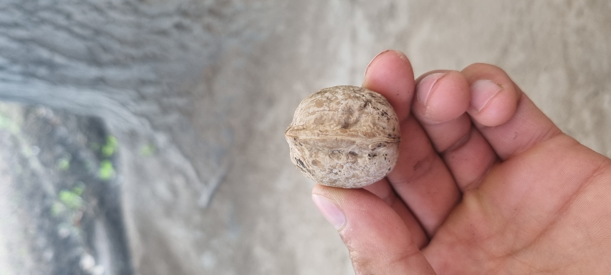 An adult human hand, with visible fingerprints and fingernails, is holding a single, light-brown walnut. The walnut has a textured, wrinkled shell with a visible seam running down its center. The background is blurred, suggesting an outdoor environment, possibly in Ҷомӣ, Tajikistan, with muted tones of grey and brown earth, and hints of green foliage. A portion of a tree trunk is visible in the upper right background, also out of focus. The lighting is soft and diffused.
