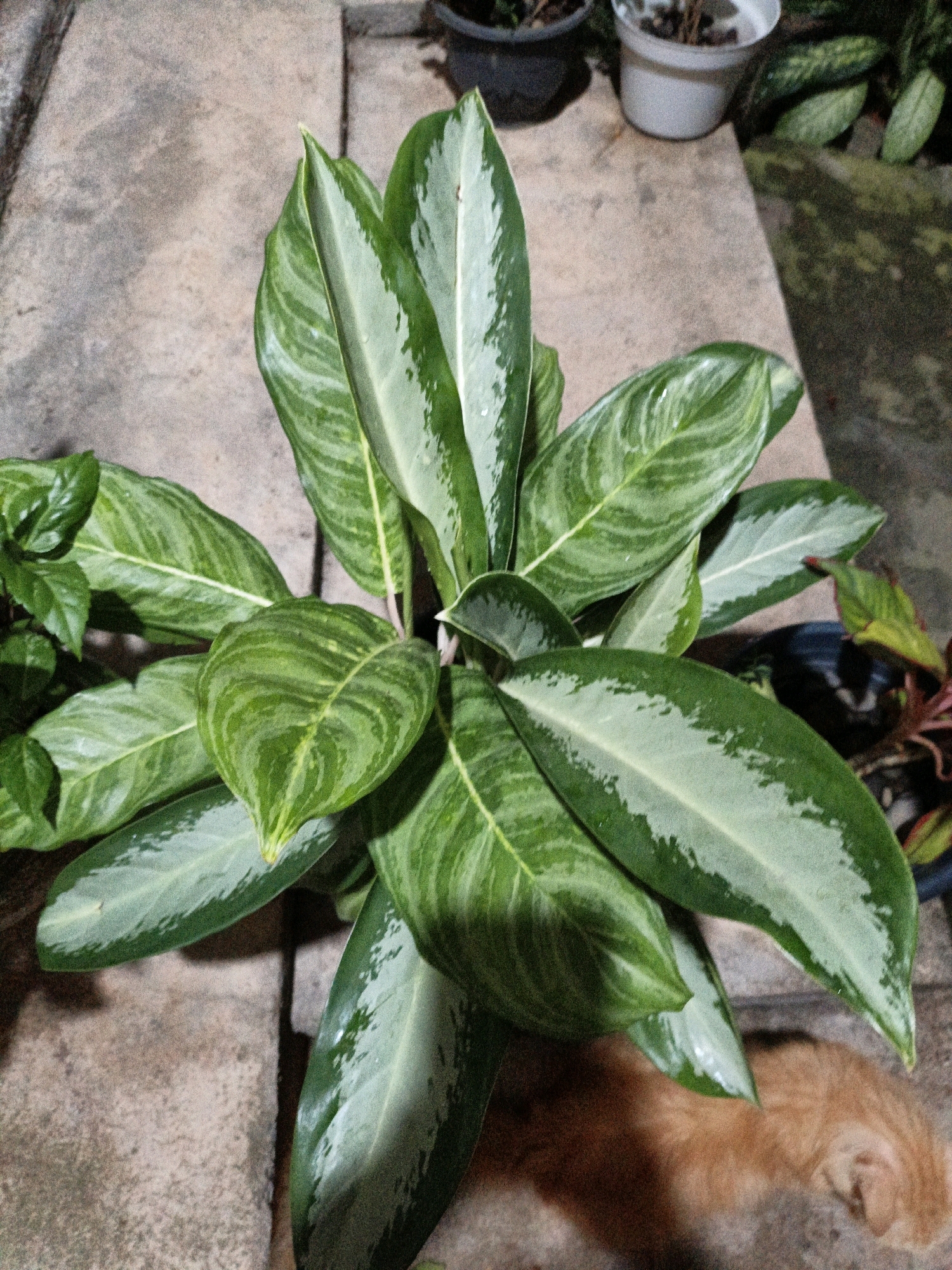 An overhead shot captures a lush green plant with variegated leaves, featuring streaks of silver and lighter green against a darker green background. The plant is situated on a textured, greyish-brown surface, possibly concrete or stone, which appears to be outdoors. In the background, out of focus, are several potted plants, some with dark soil and others with lighter colored pots. A hint of an orange feline is visible in the lower right corner of the frame, partially obscured by the plant's leaves. The lighting suggests it might be evening or a dimly lit area. The scene appears to be an outdoor space in a residential or garden setting, possibly a porch or patio. While the specific location in Cikal, Indonesia, cannot be determined from the image alone, the presence of tropical foliage is consistent with such a climate.