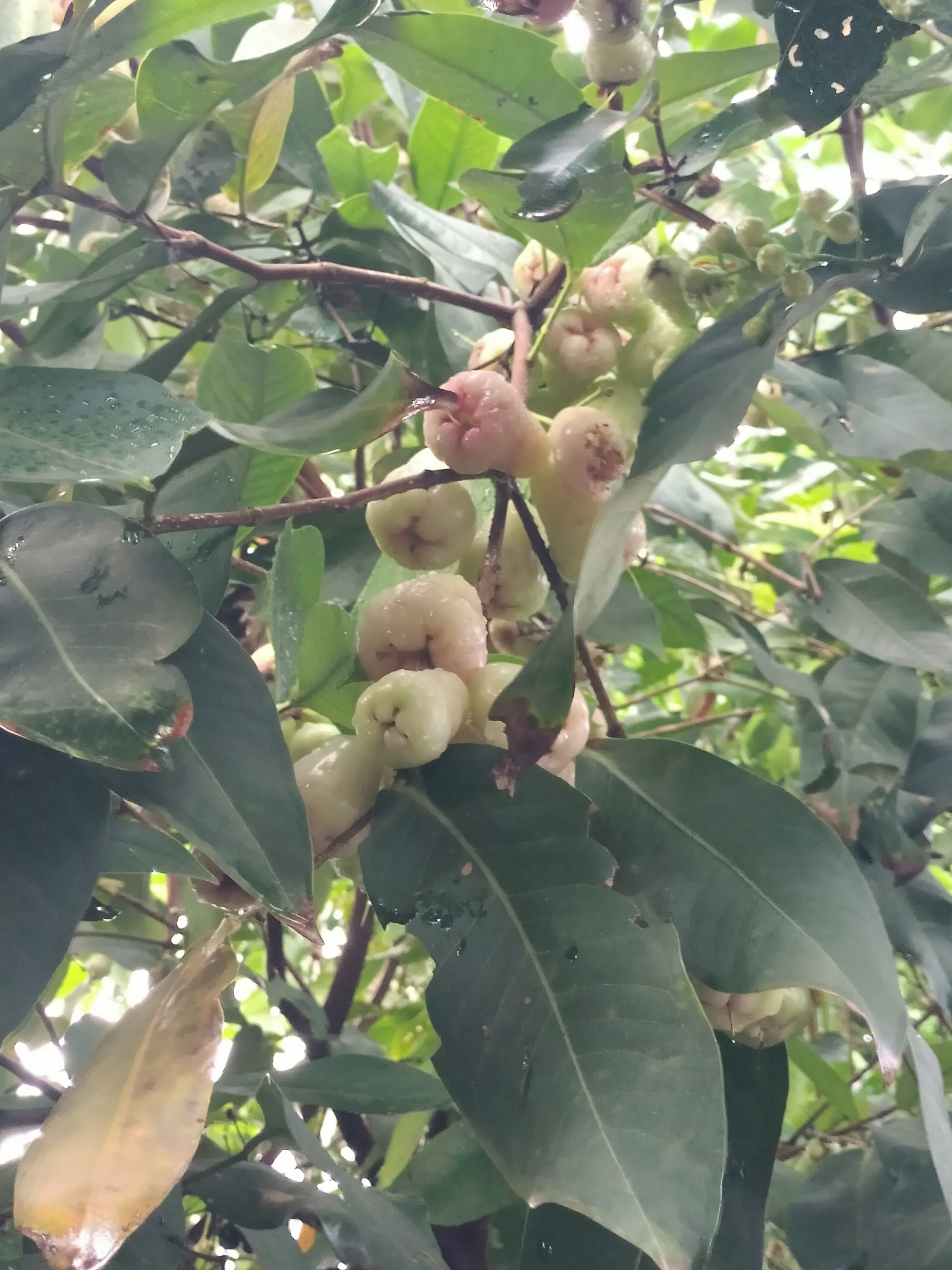 In the city of Bireuenmeunasahblang, Indonesia, a close-up shot captures a cluster of light pink and white rose apples hanging from a tree branch, interspersed with lush green leaves. Some of the fruits appear partially eaten, with small brown spots and areas of decay visible. Water droplets are present on the leaves and some of the fruits, suggesting recent rain. The background is filled with more foliage and branches, creating a dense, natural environment. The lighting is soft and diffused, indicating an overcast day or shade. No people or animals are visible in the frame.